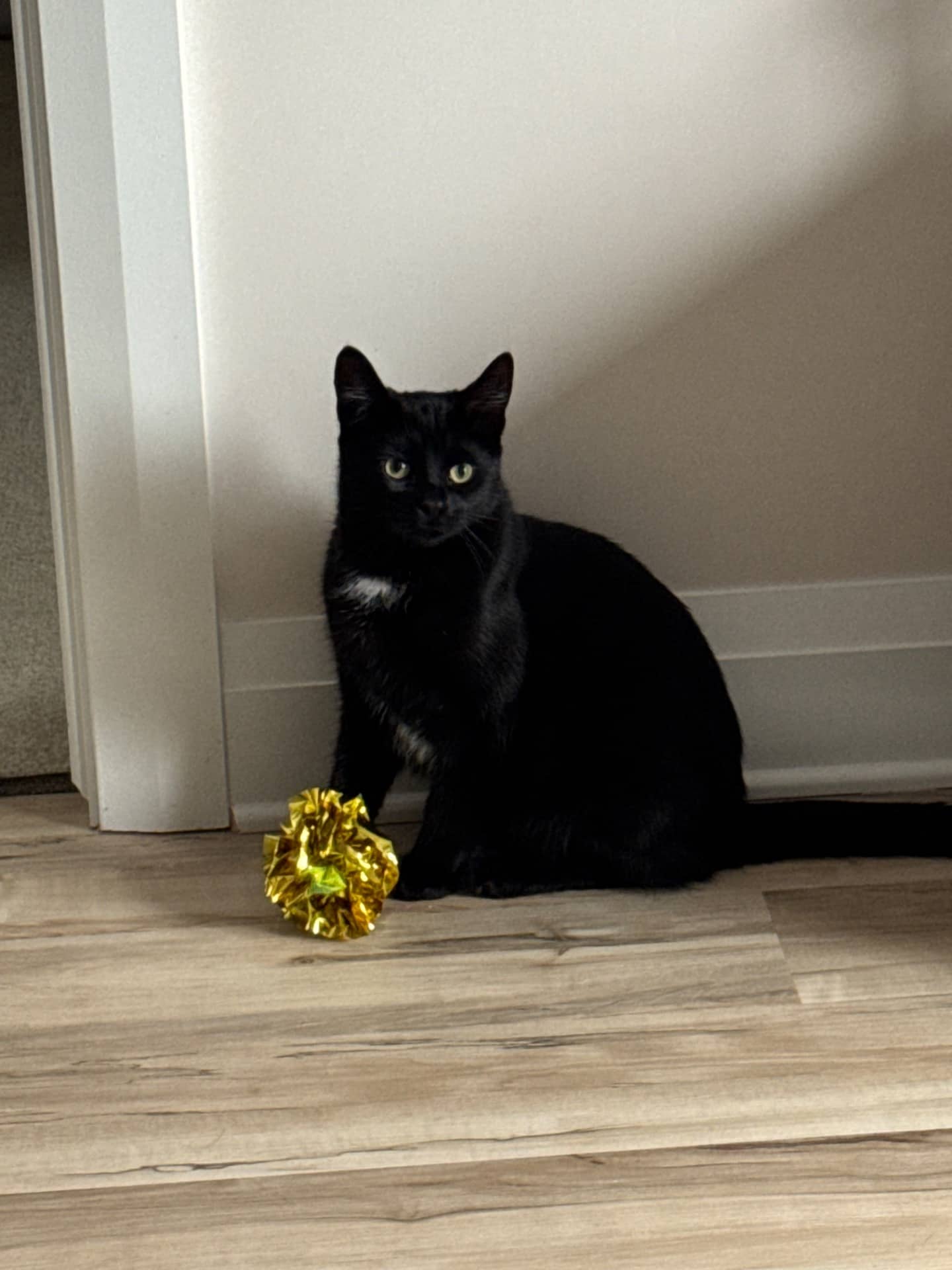Sylvester - Tuxedo available for adoption