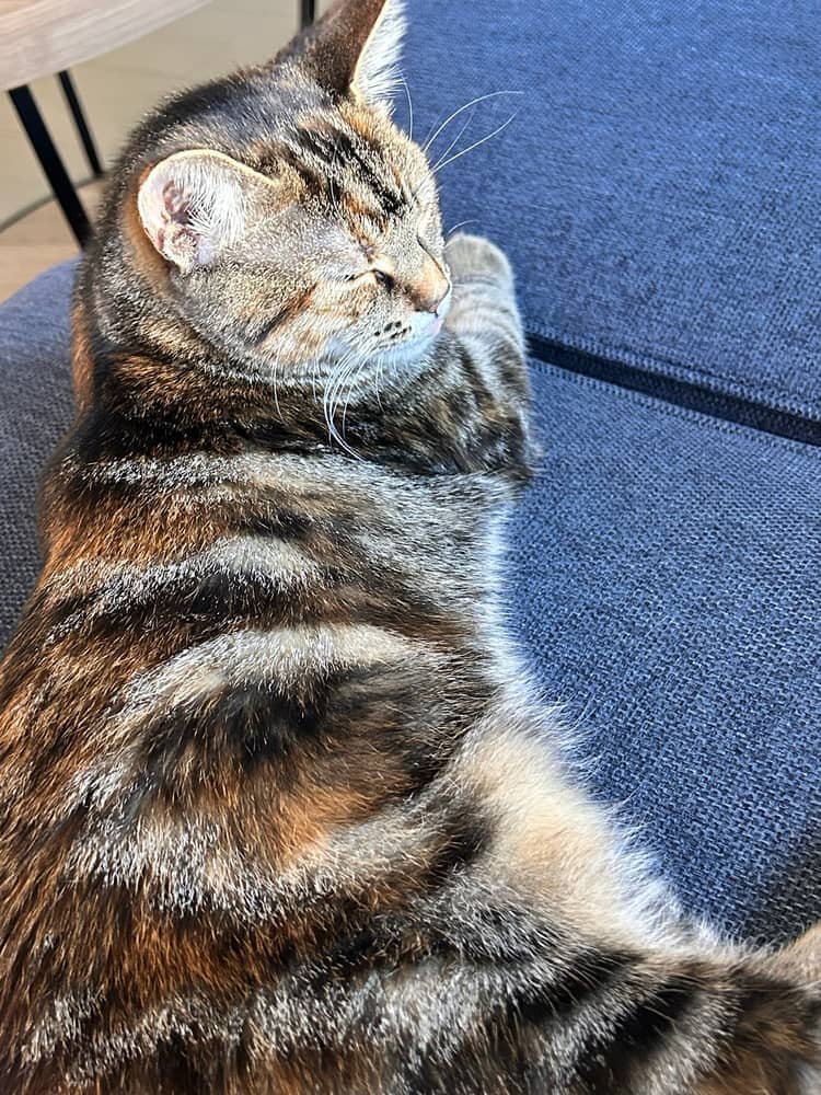 Pearle - Tabby available for adoption
