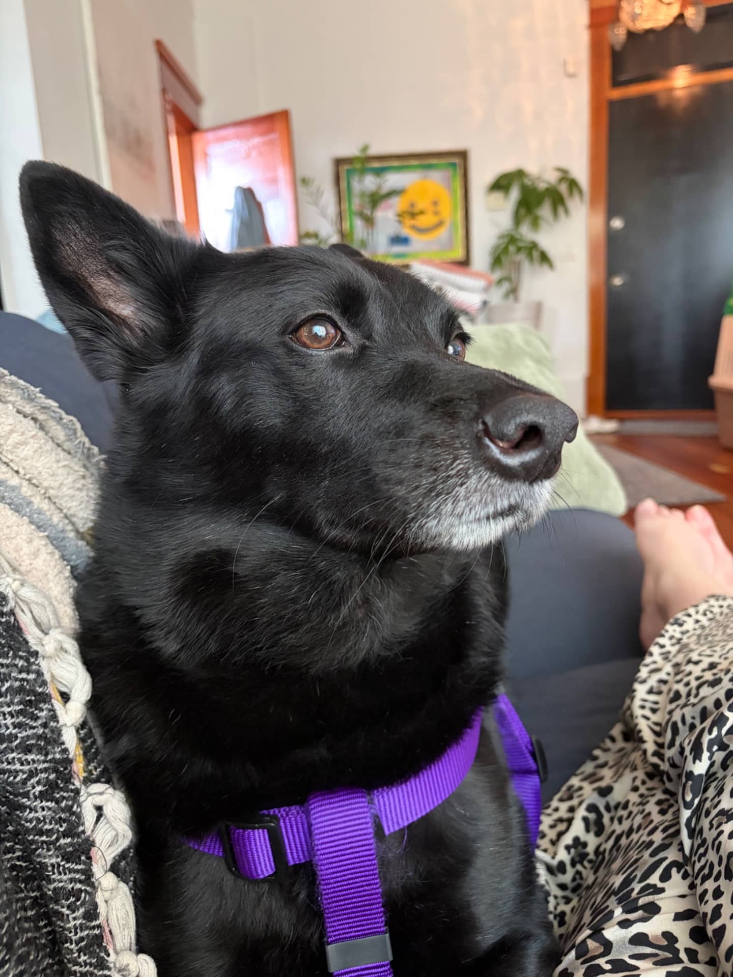 Memo - Formosan Mix available for adoption at Owner Rehoming in Vancouver (1 of 5)