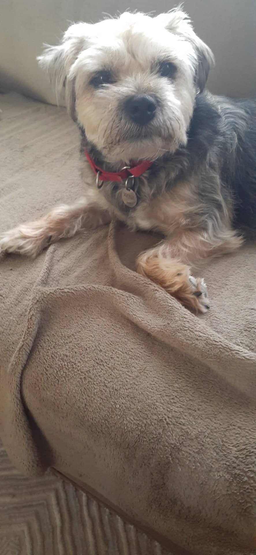 Xena - Border Terrier available for adoption at Owner Rehoming in Toronto