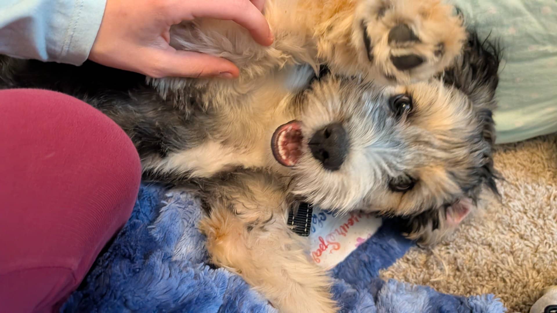 Remmy - Bernedoodle, sheep dog, and poodle mix available for adoption at Owner Rehoming in Lethbridge (1 of 5)