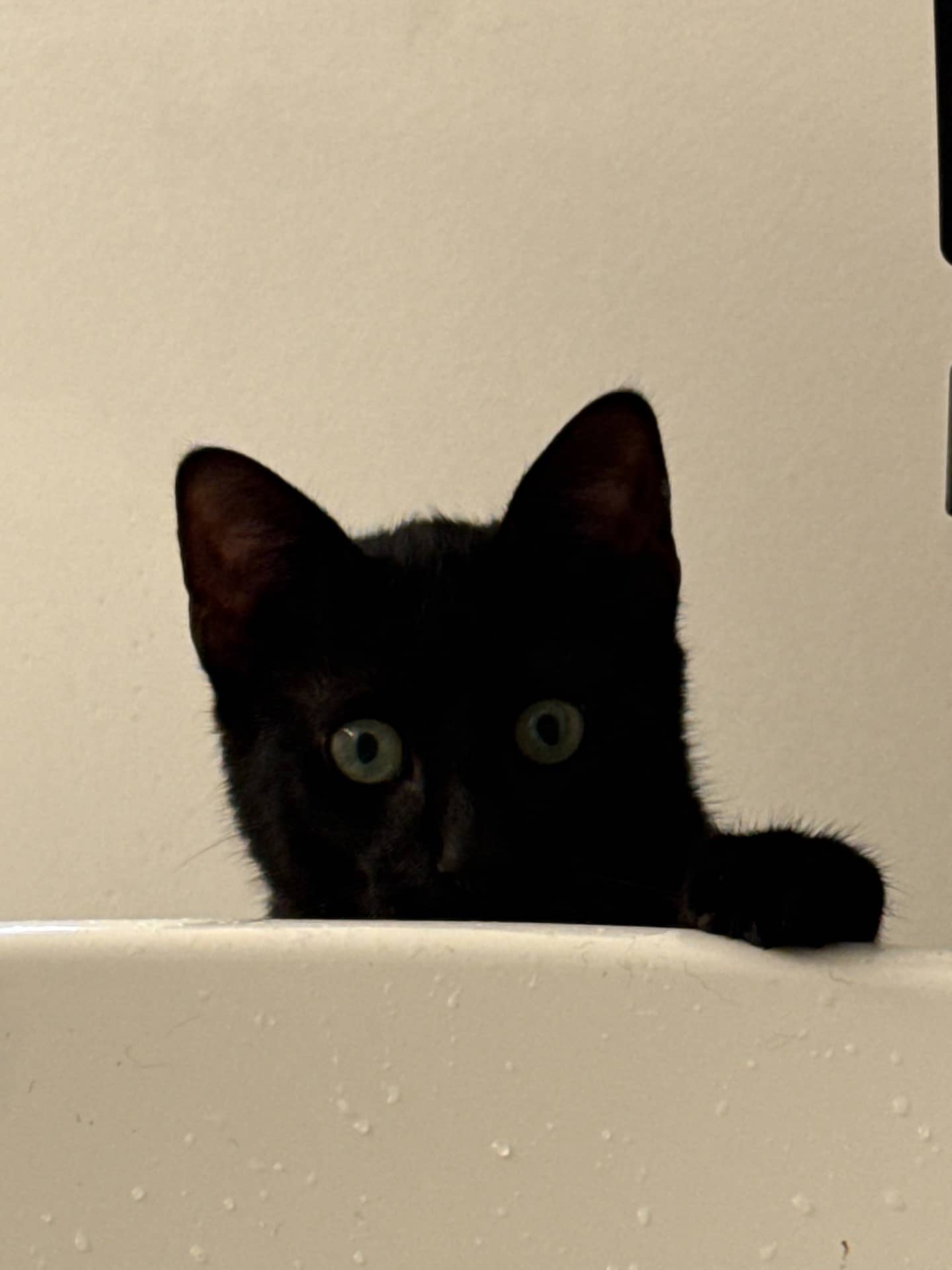 Gus - Domestic Medium Hair cat available for adoption at Owner Rehoming in Toronto (1 of 3)