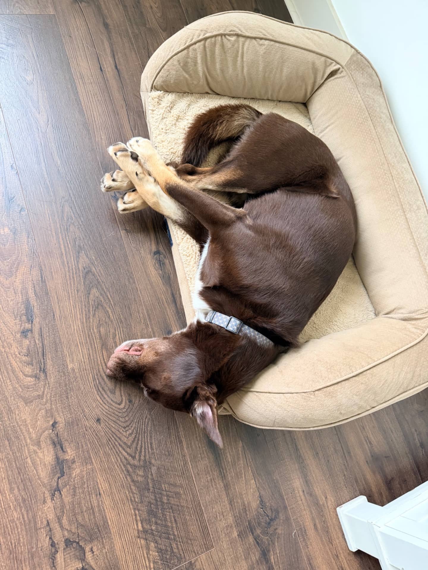 Rocky - Australian kelpie/lab available for adoption at Owner Rehoming in Toronto (1 of 5)