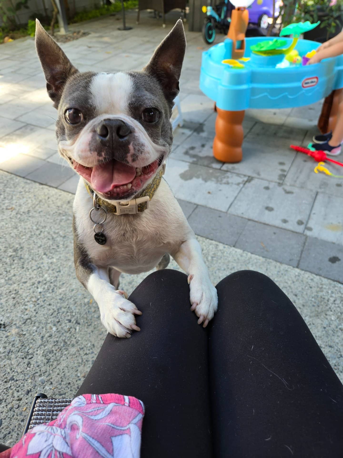 Marshall - Boston Terrier available for adoption at Owner Rehoming in Burnaby (1 of 3)