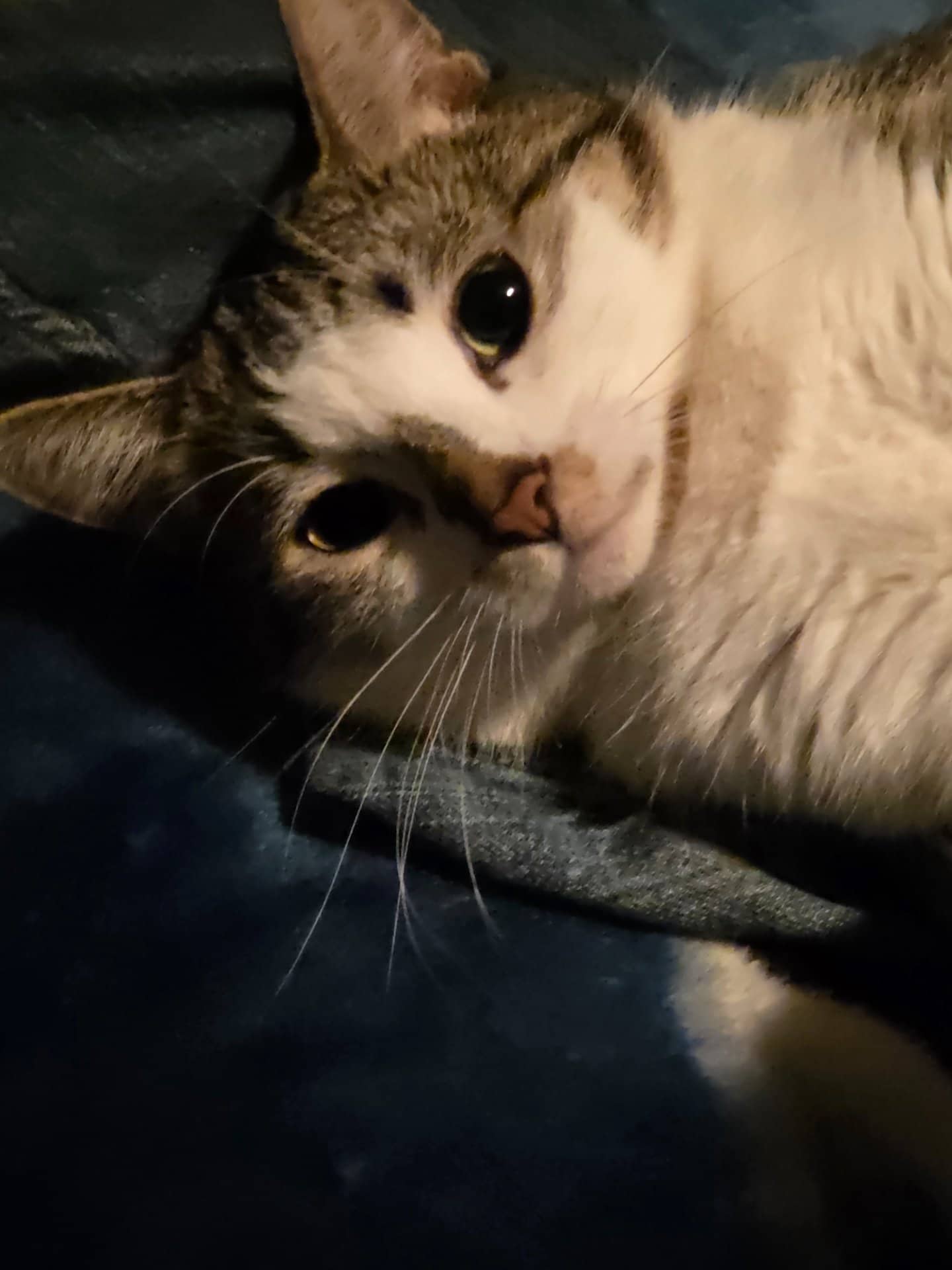 Calypso - Domestic short haired/tabby cat available for adoption at Owner Rehoming in Edmonton (1 of 5)