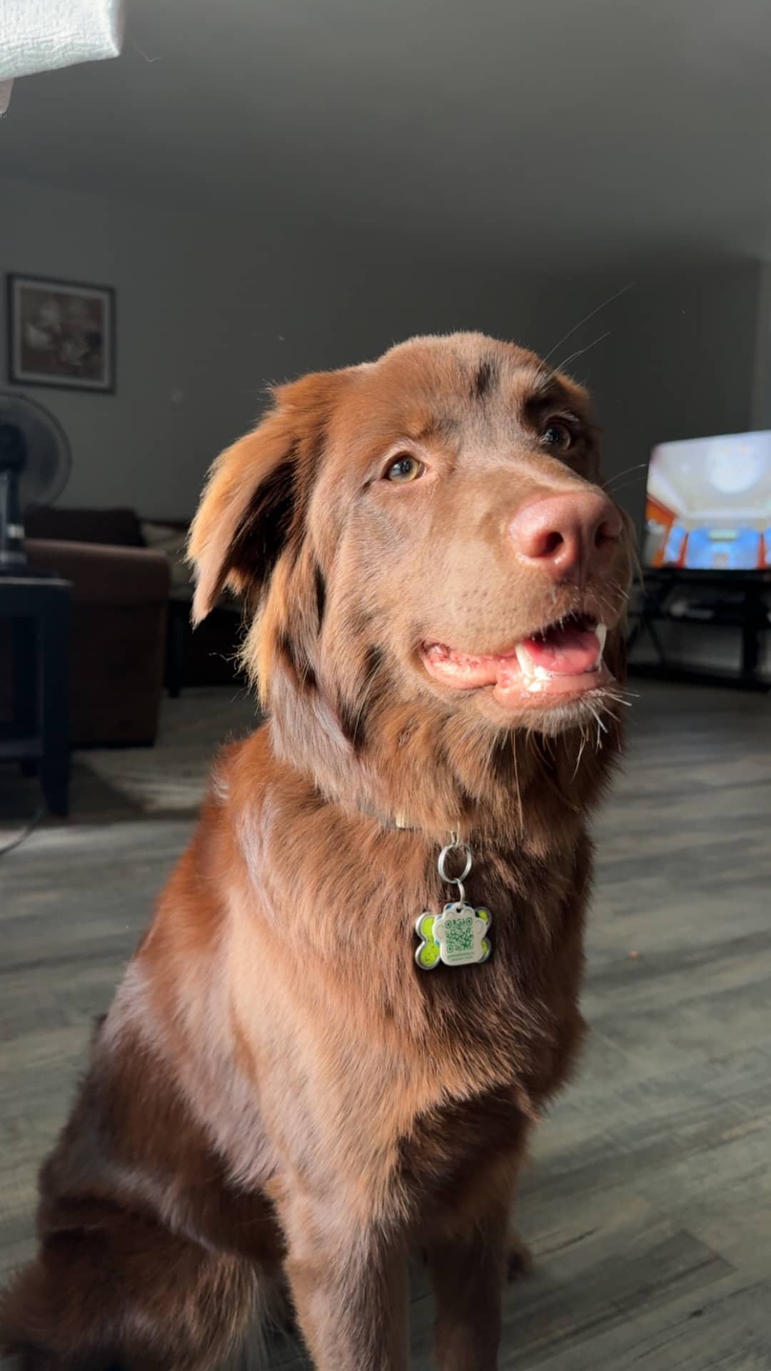 Mocha - Chocolate lab mix available for adoption in Ontario