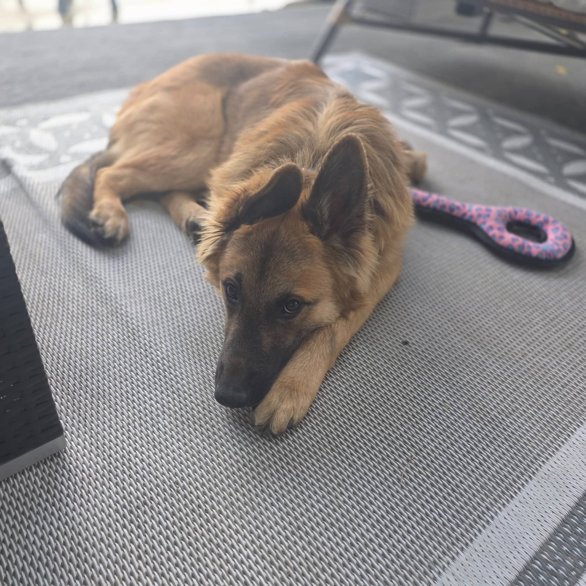 Jasper - German Shepherd mix available for adoption at Owner Rehoming in Calgary (1 of 5)