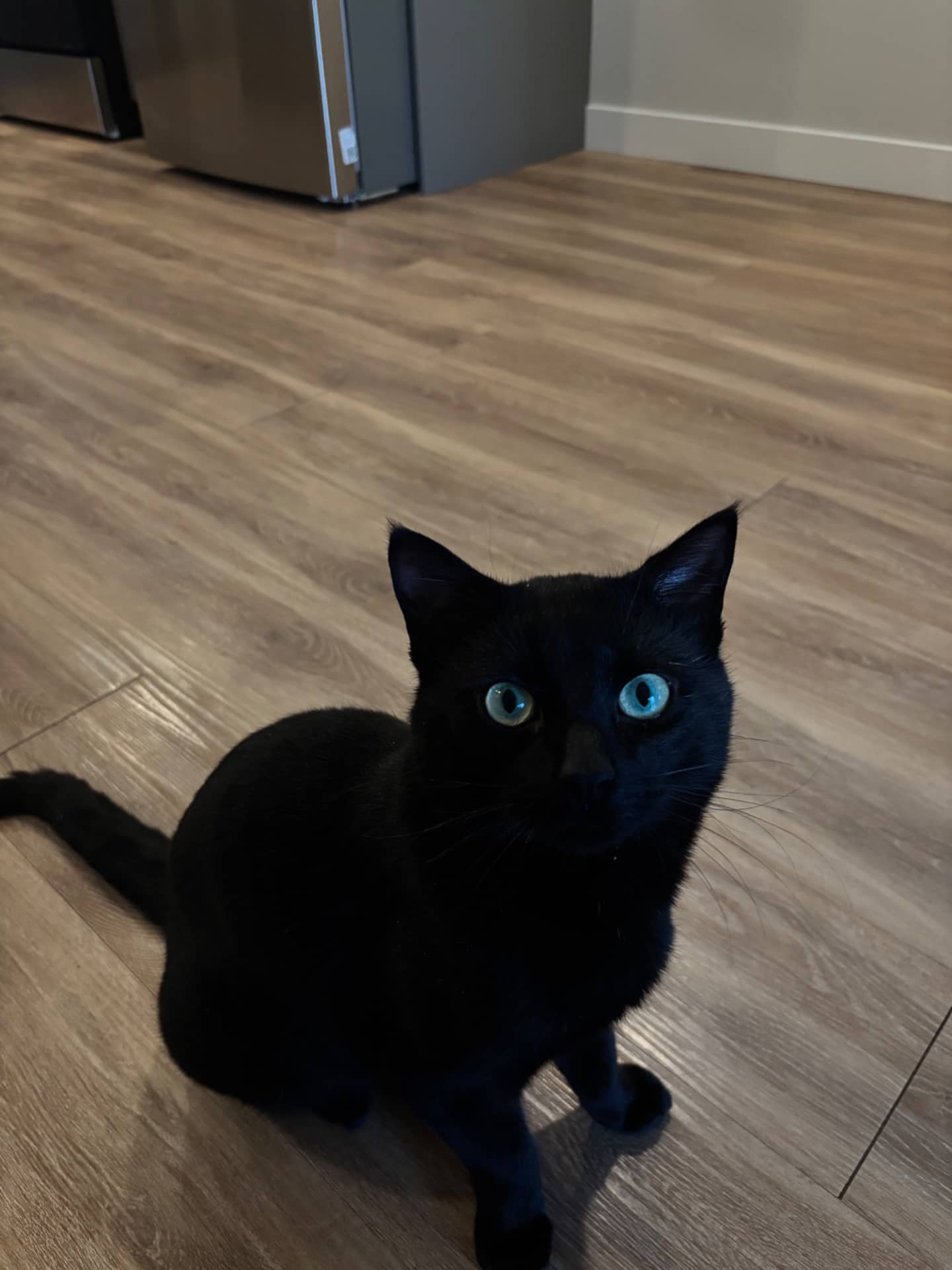 Kuro - Domestic Shorthair available for adoption