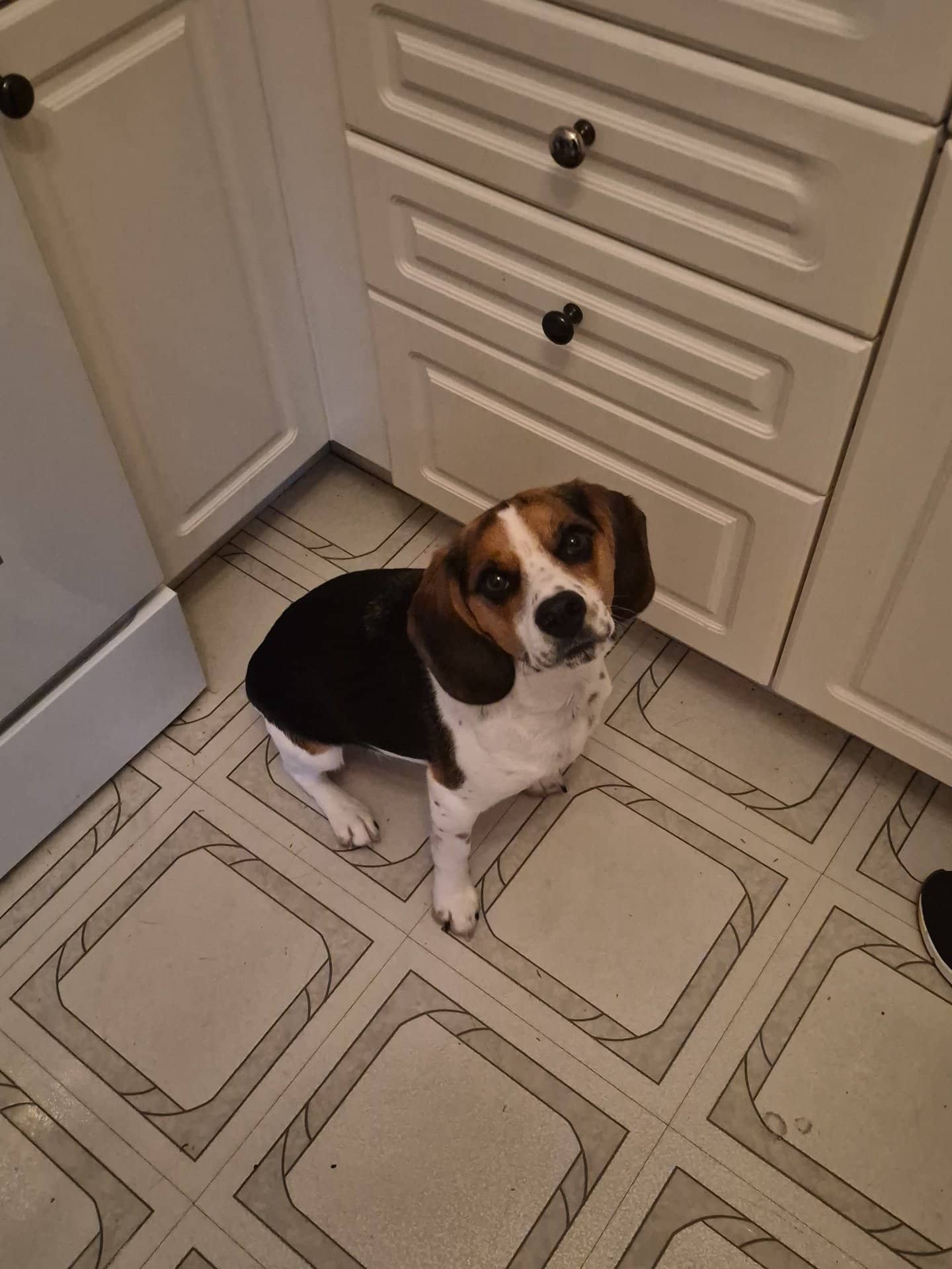 Major - Beagle available for adoption at Owner Rehoming in Toronto (1 of 2)