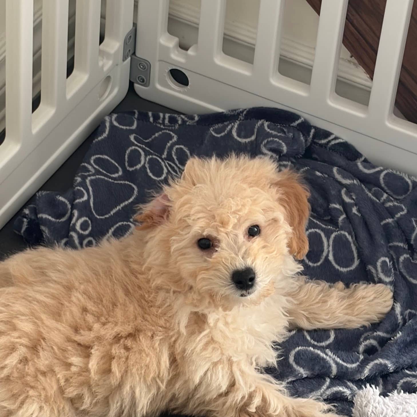 Jimmy - Bichpoo available for adoption at Owner Rehoming in Barrie (1 of 2)