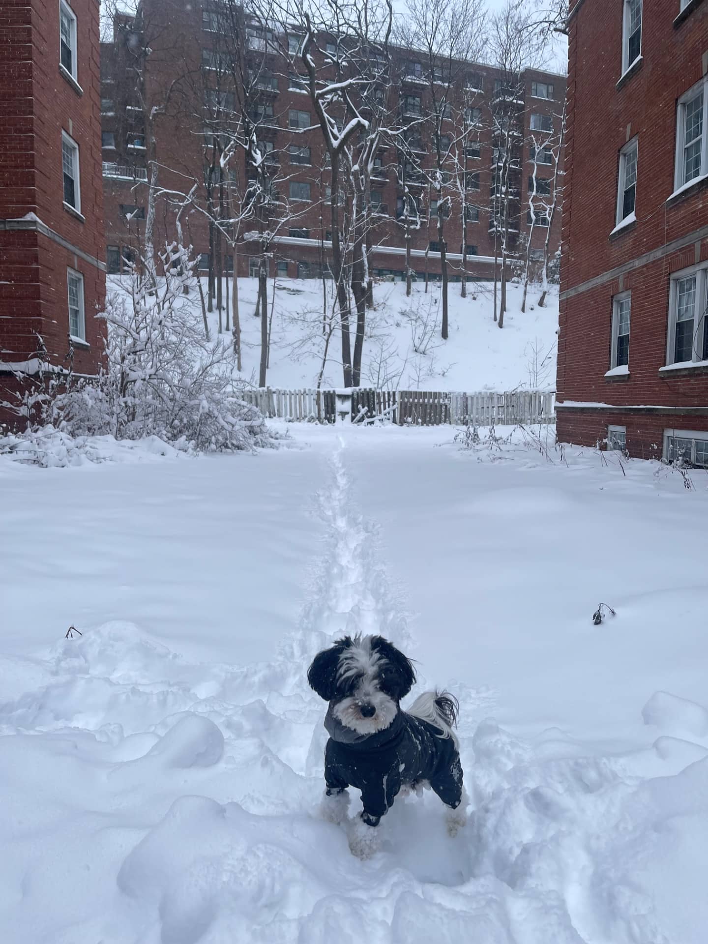 Teddy - Lhassa apso mix available for adoption at Owner Rehoming in Montreal (1 of 5)