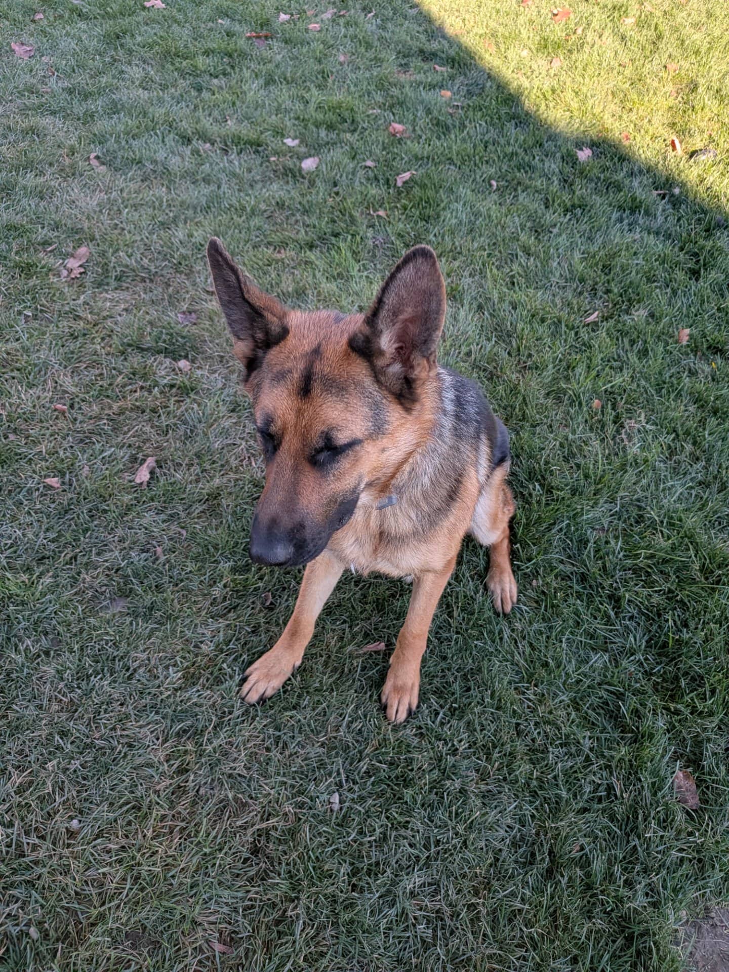 Bella - German Shepherd available for adoption at Owner Rehoming in Guelph (1 of 2)