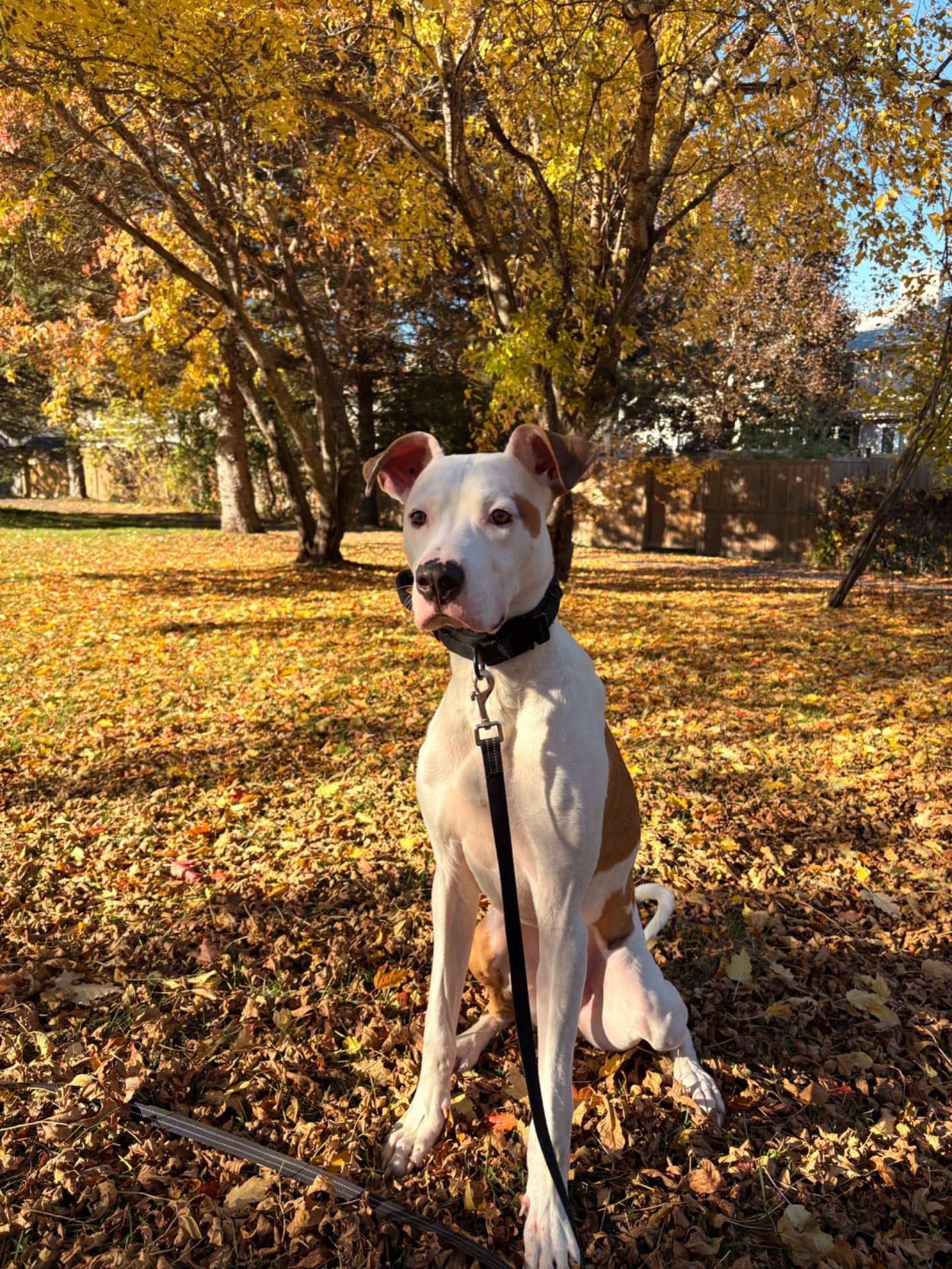 Cosmo - Labrador Retriever Mix available for adoption at Owner Rehoming in Ottawa (1 of 5)
