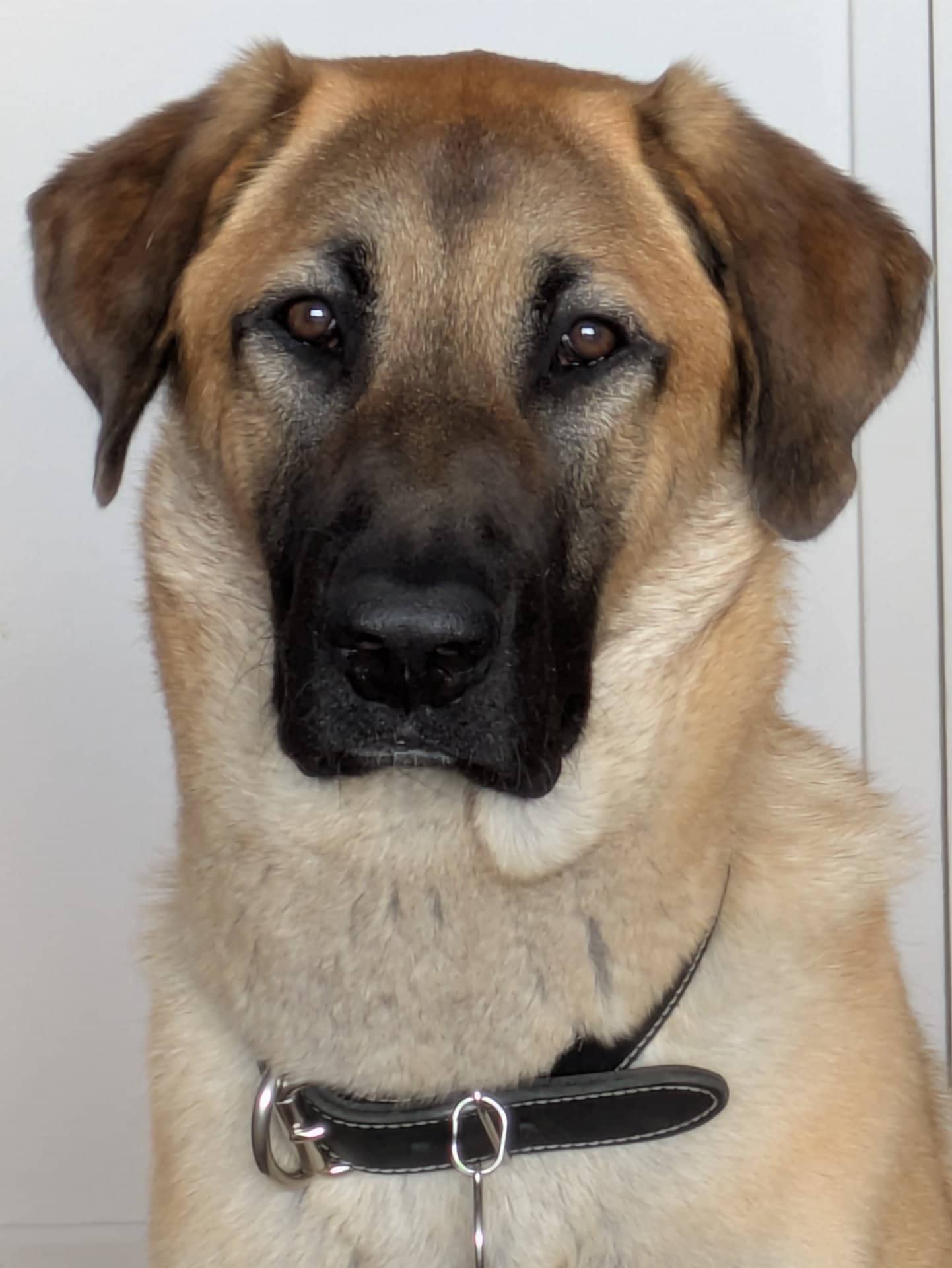 Kykuyu - Kangal / German Shepherd available for adoption at Owner Rehoming in Montreal (1 of 3)