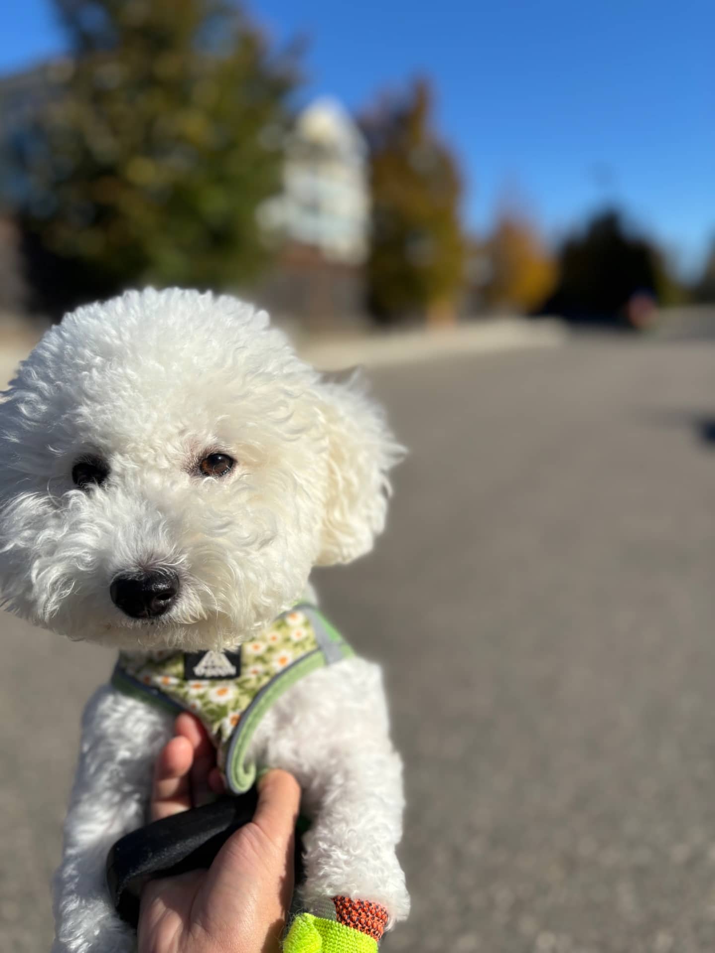 Snow - Bichon Frise available for adoption at Owner Rehoming in Winnipeg (1 of 4)