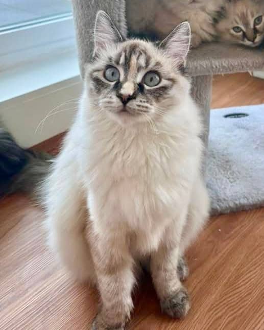 Soowy - Ragdoll mixed available for adoption