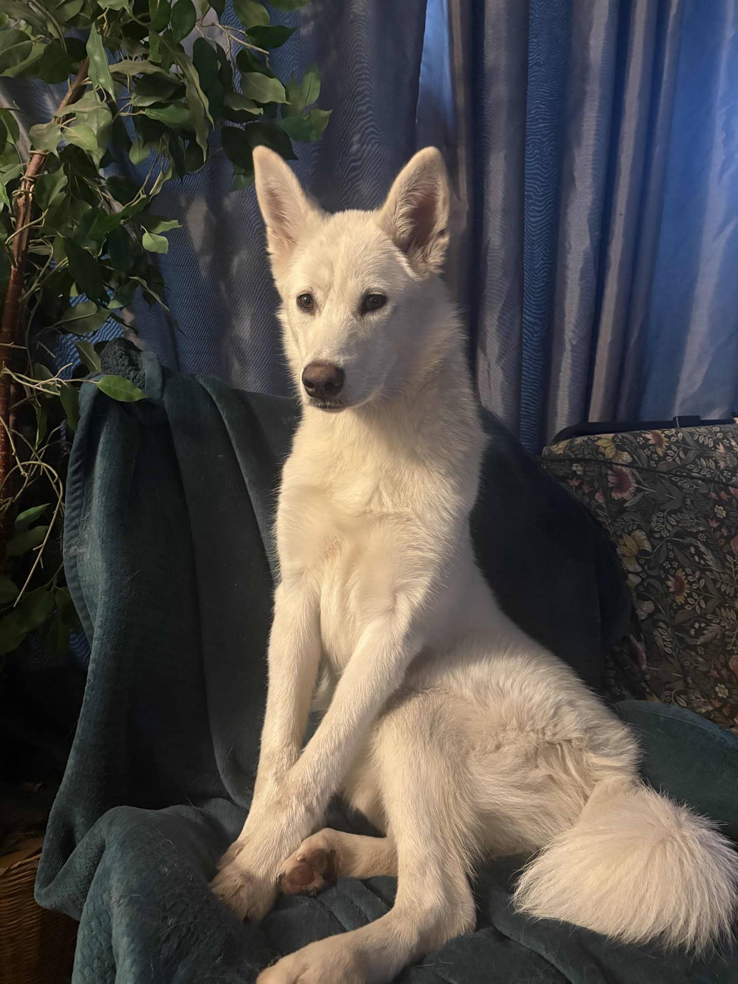 tycho - Malamute Husky available for adoption at Owner Rehoming in St Albert (1 of 3)