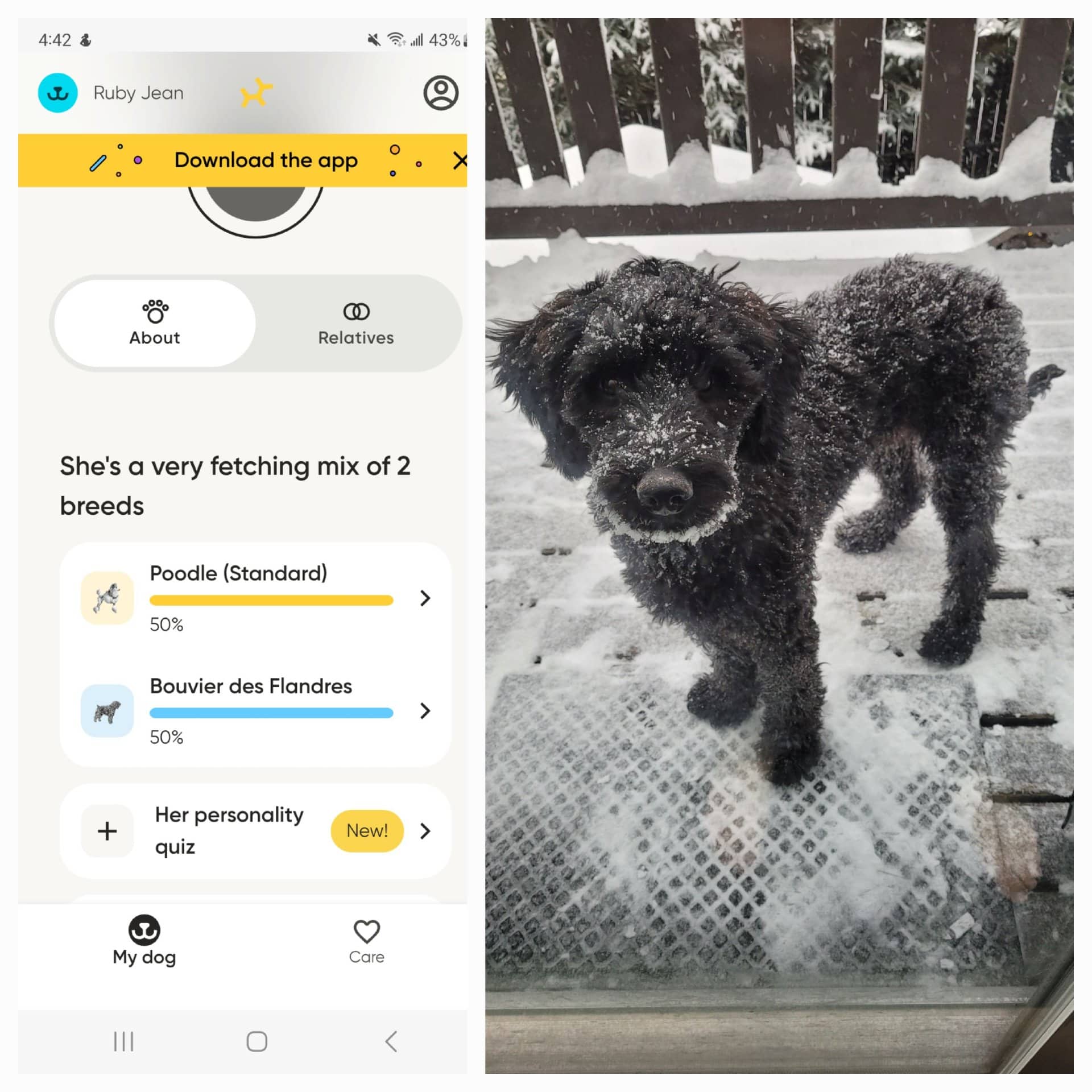 Ruby Jean - Standard poodle and Bouvier available for adoption at Owner Rehoming in Calgary (1 of 5)