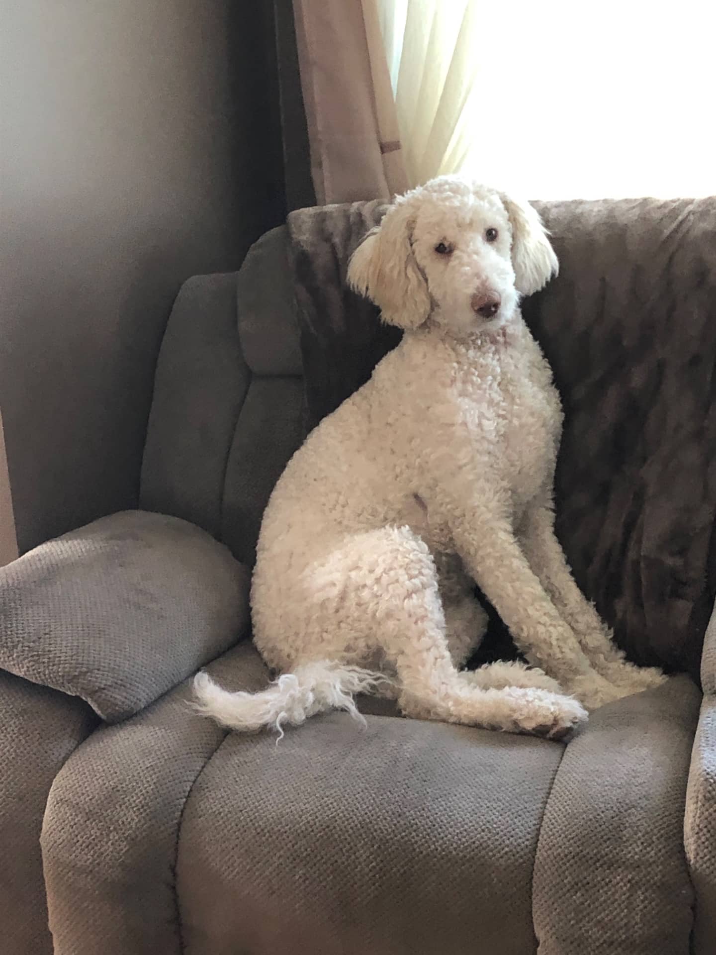 Murphy - Goldendoodle available for adoption at Owner Rehoming in Sarnia (1 of 4)