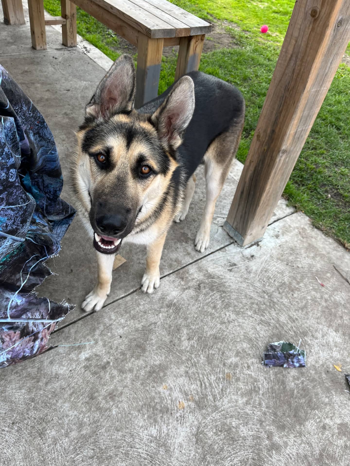 Jack - German Shepherd available for adoption at Owner Rehoming in Windsor