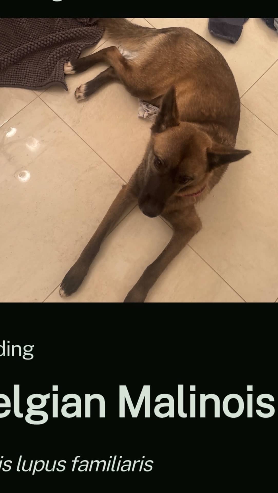 Ruby - Belgian Malinois Mix available for adoption at Owner Rehoming in Abbotsford (1 of 5)