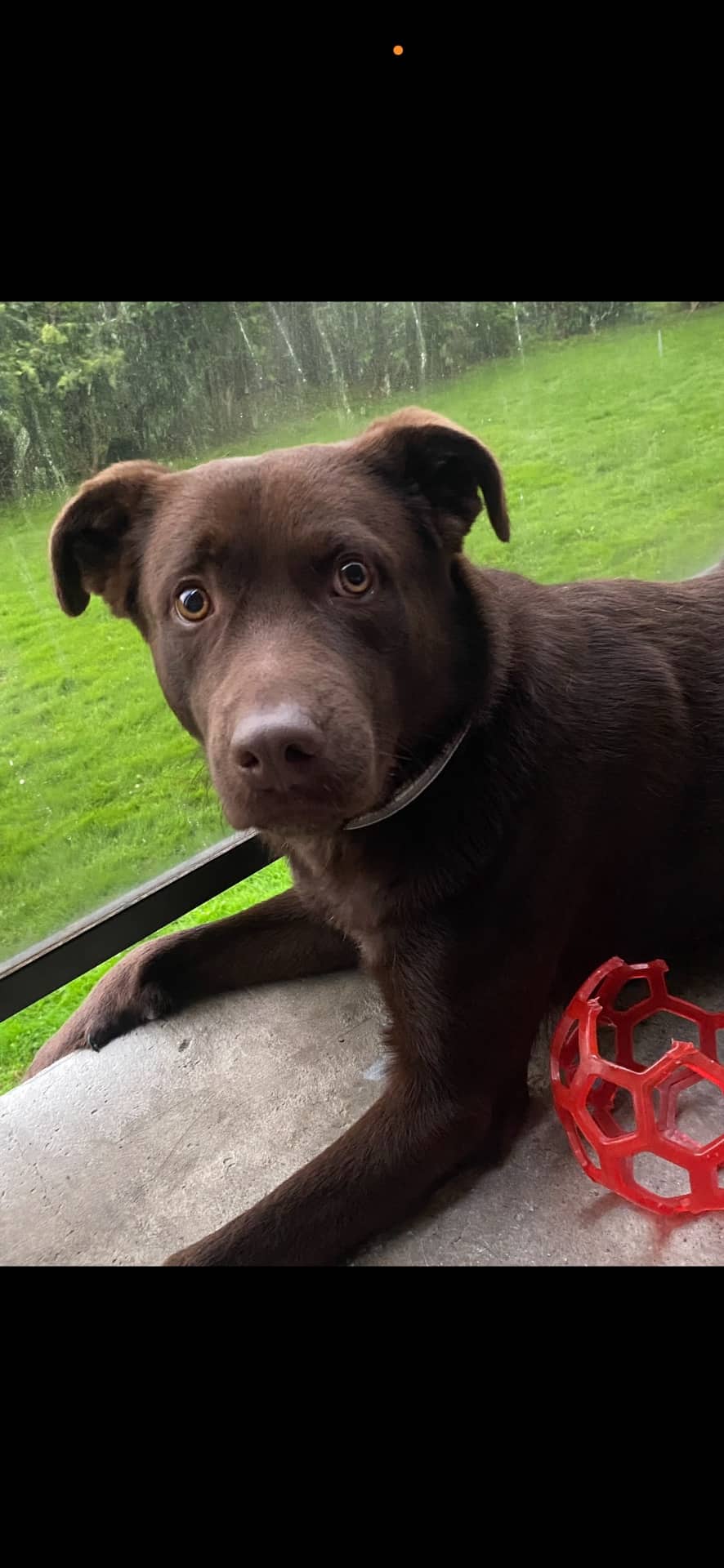 Kenzo - German shepherd & Labrador available for adoption at Owner Rehoming in Brampton