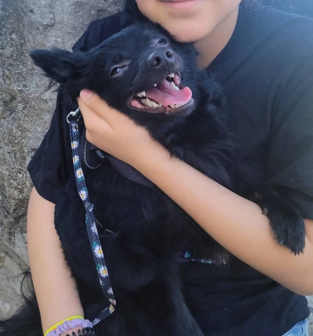 Teddy Bear - Pomeranian mix available for adoption at Owner Rehoming in St. Catharines (1 of 5)