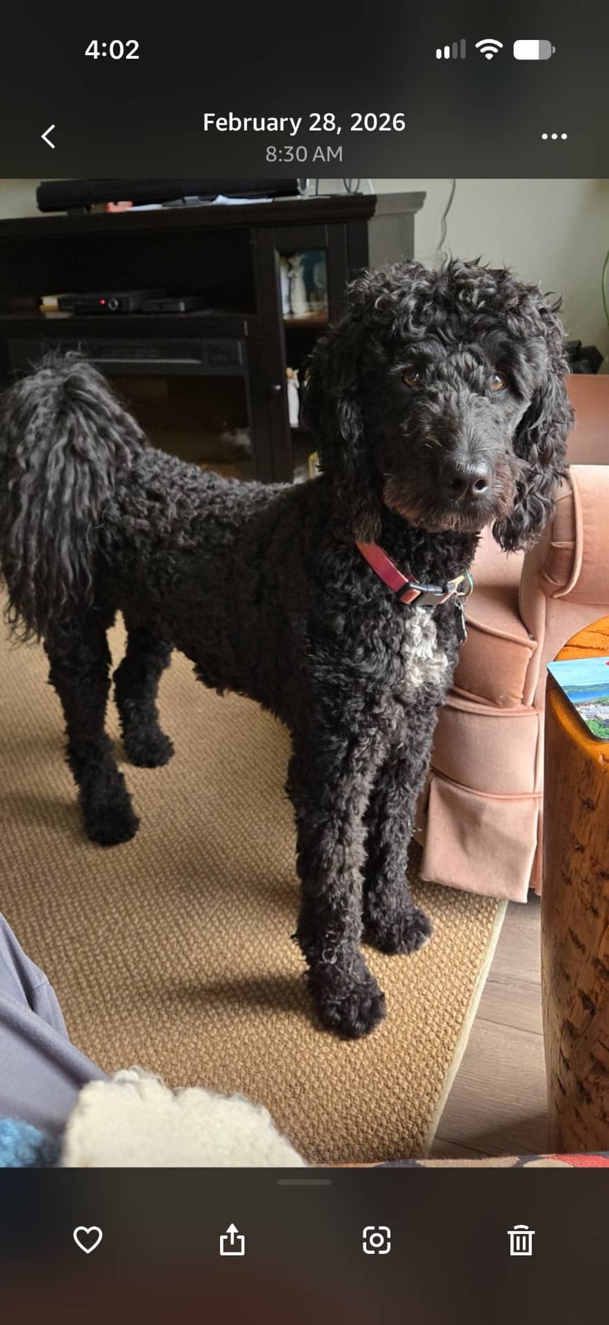 Shiloh - Sheedadoodle available for adoption at Owner Rehoming in Nanaimo (1 of 5)