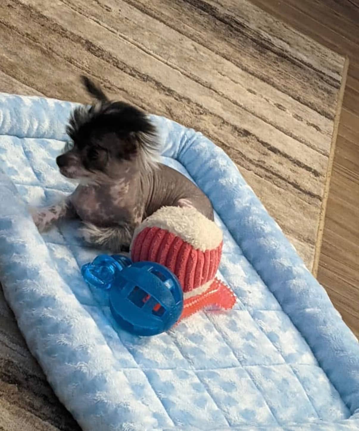 Louis - Chinese crested available for adoption at Owner Rehoming in Nanaimo (1 of 3)