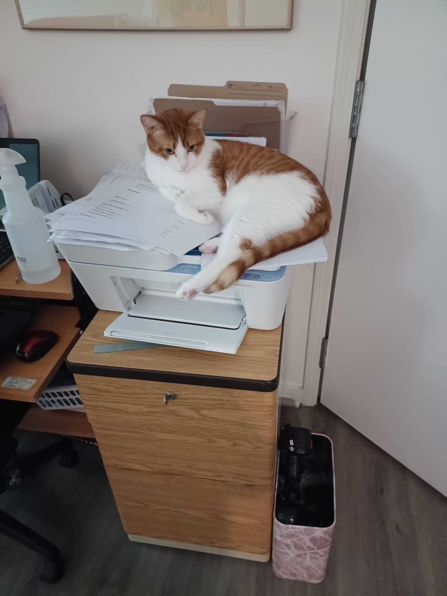 Billy Bob - American shorthare cat available for adoption at Owner Rehoming in Ottawa (1 of 3)