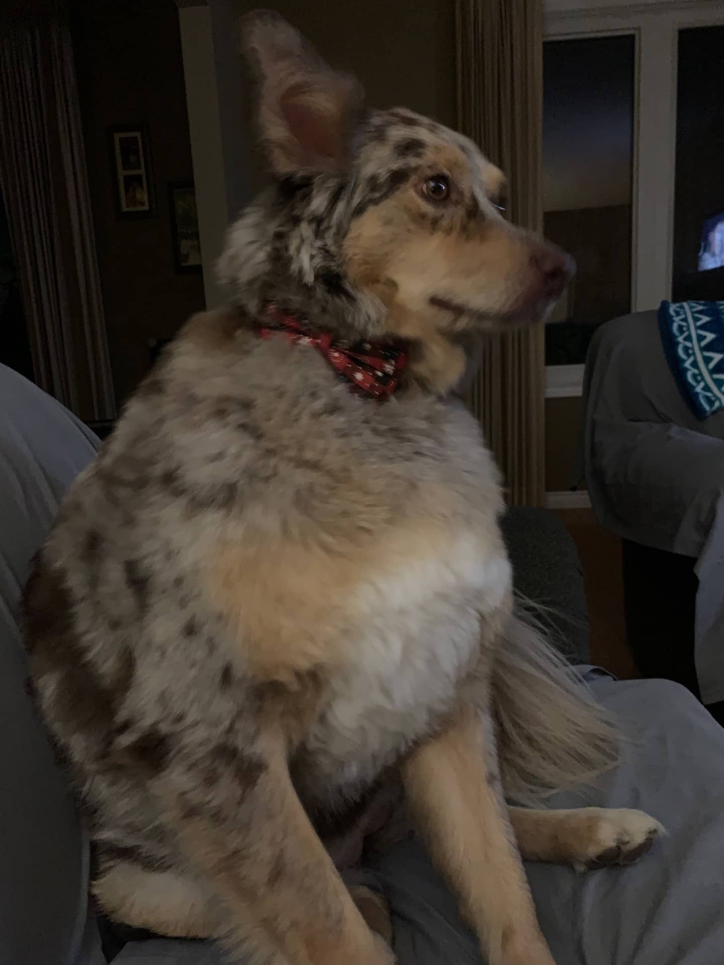 Layla - Australian Shepherd available for adoption at Owner Rehoming in Windsor (1 of 5)