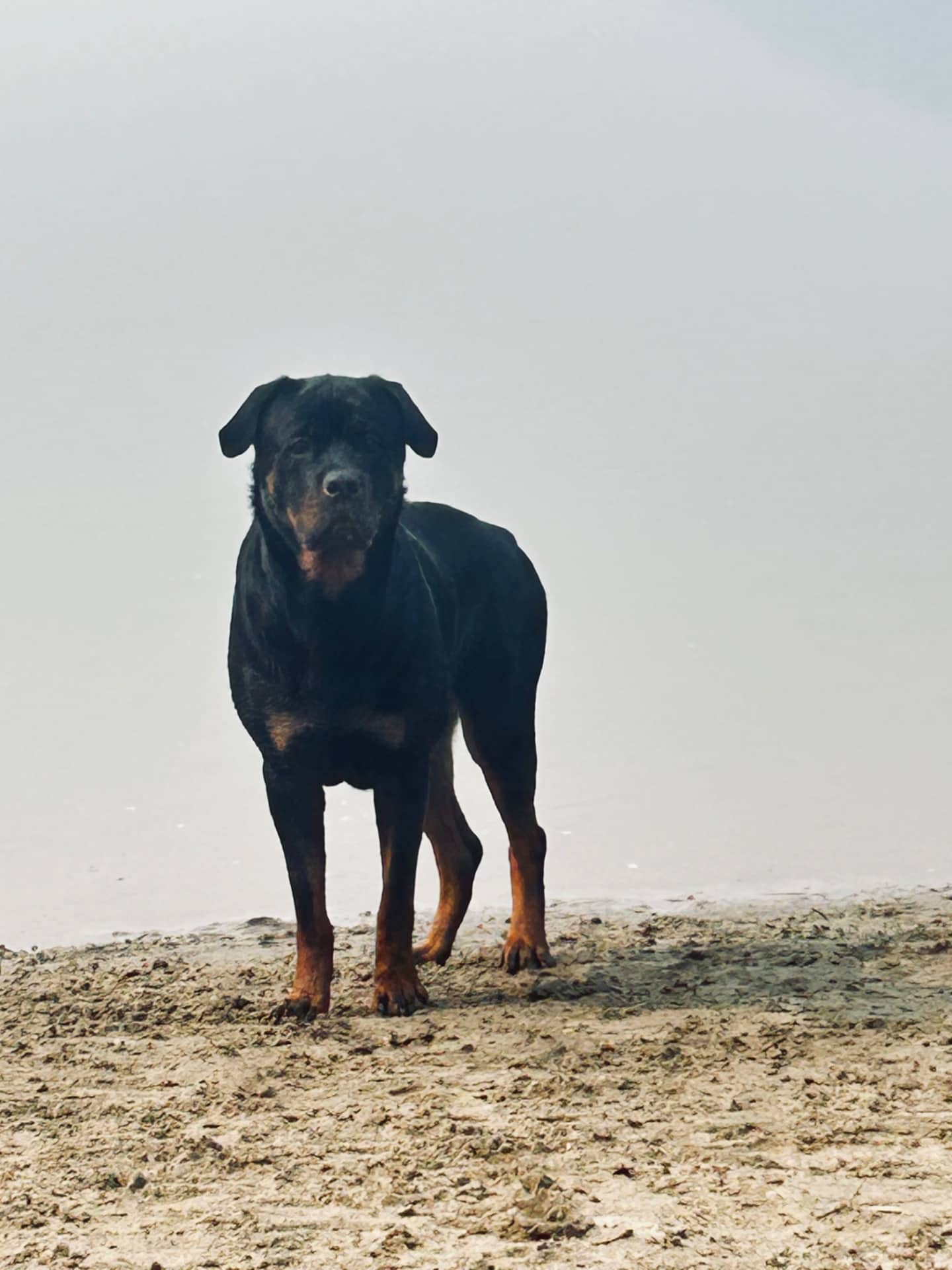 Daisy - Rottweiler available for adoption at Owner Rehoming in Chilliwack (1 of 5)