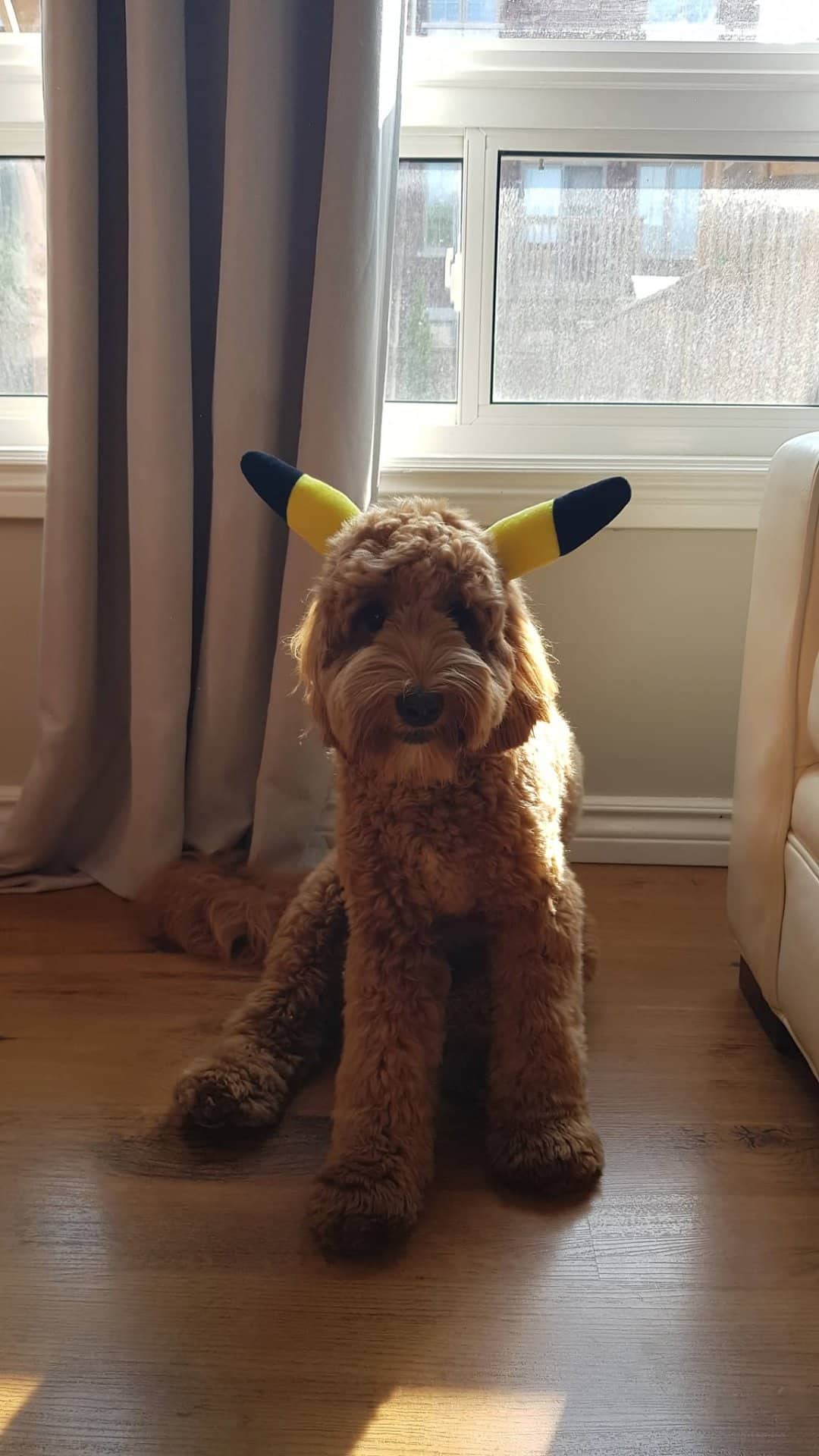 Molly - Labradoodle available for adoption at Owner Rehoming in Oshawa (1 of 4)