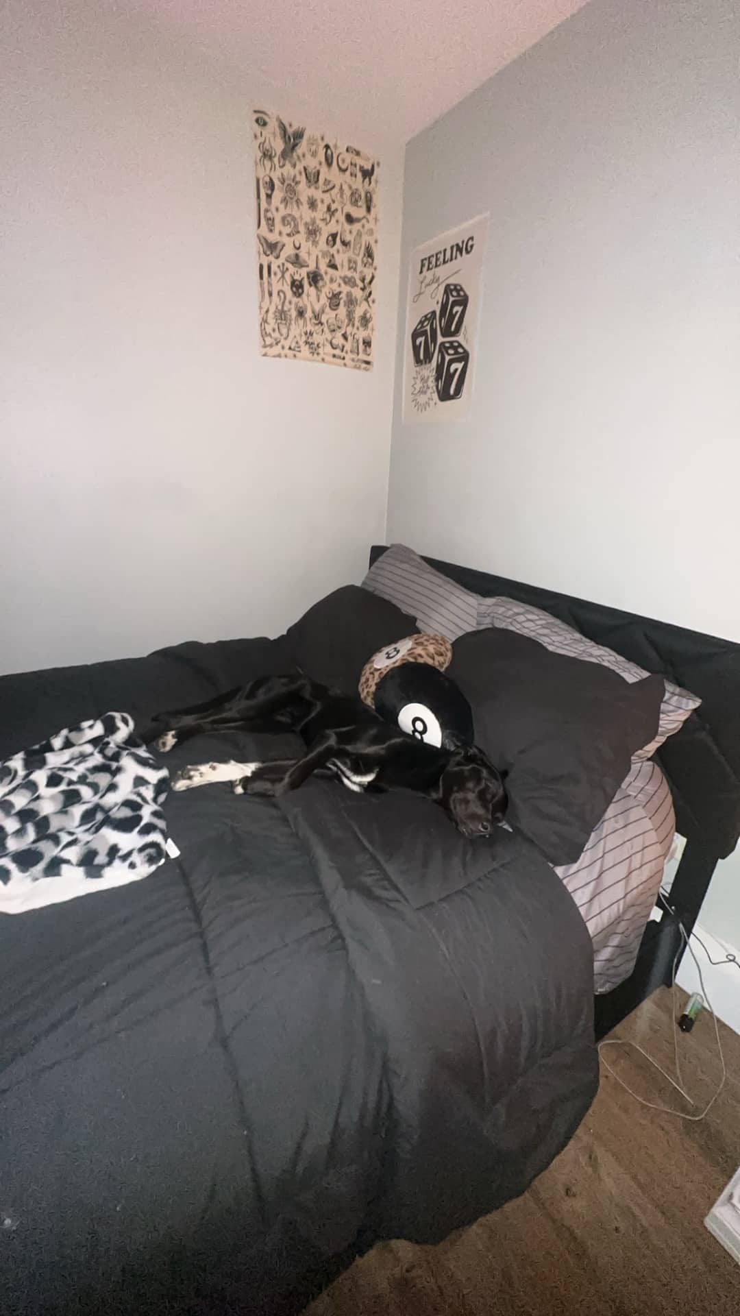 Maeve - Labrador/Australian Shepherd mix available for adoption at Owner Rehoming in Fredericton (1 of 5)
