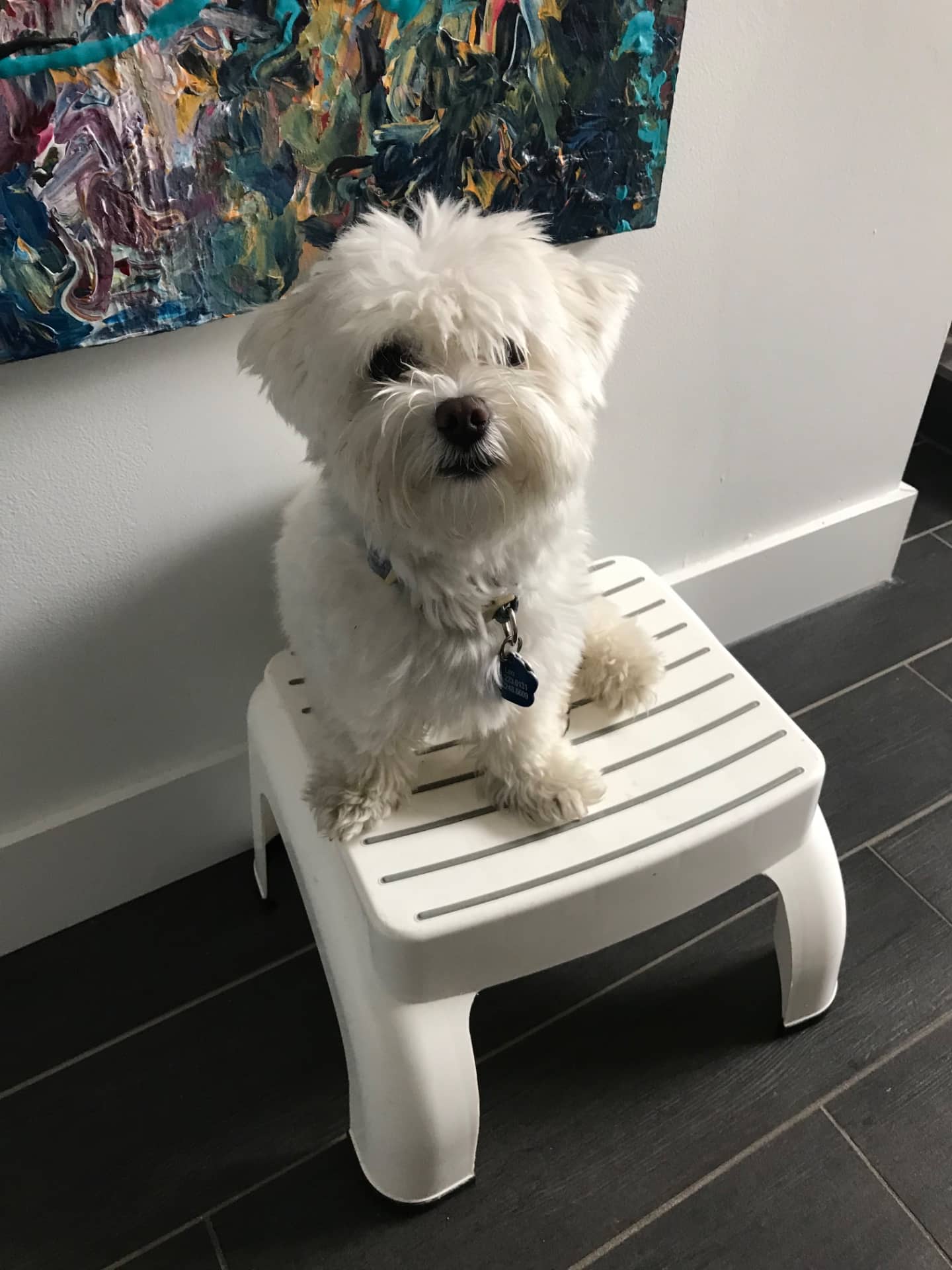 Leo - Bichon Maltais available for adoption at Owner Rehoming in Montreal (1 of 5)
