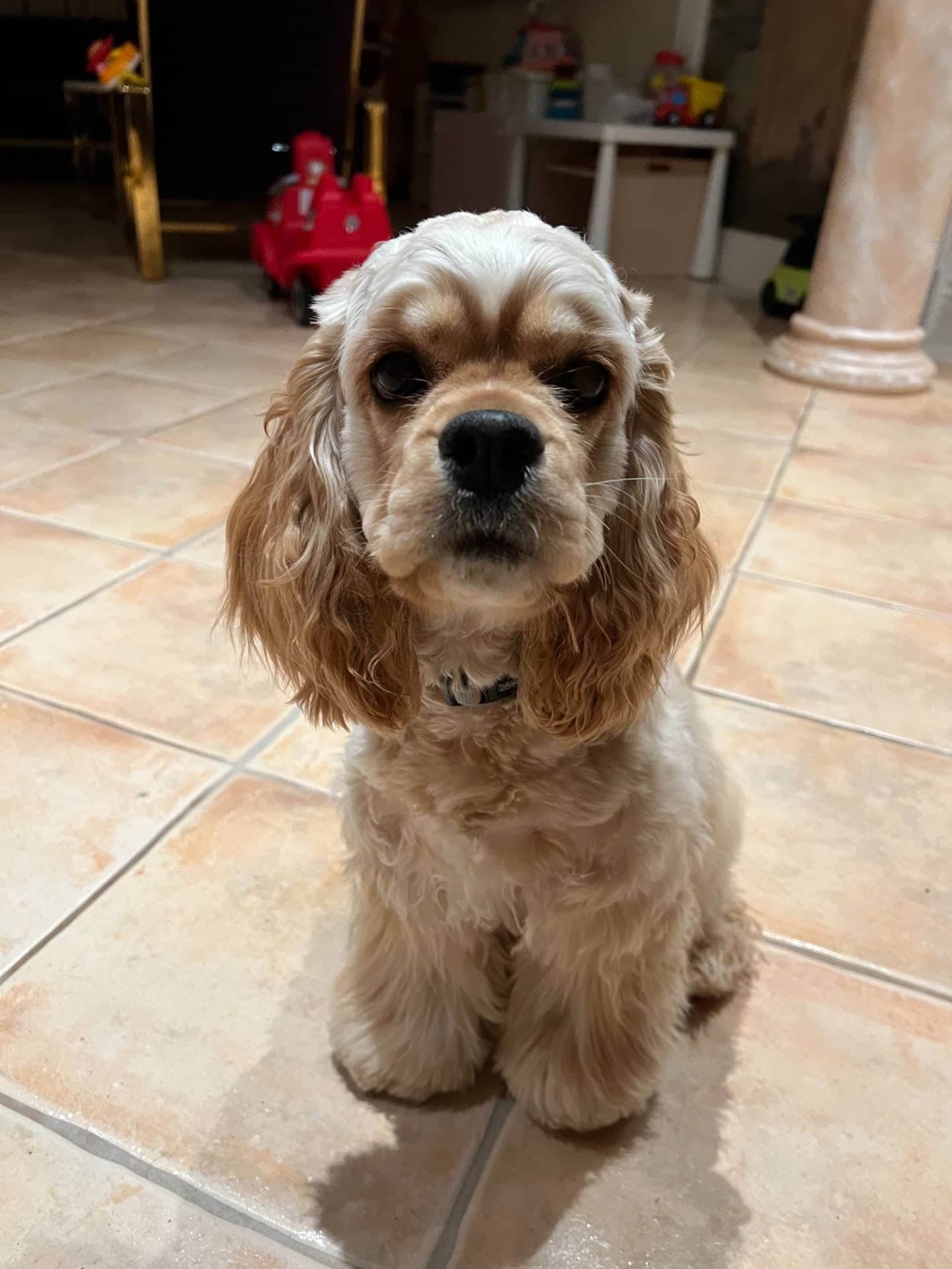 Cookie - Cocker Spaniel available for adoption at Owner Rehoming in Burnaby (1 of 5)