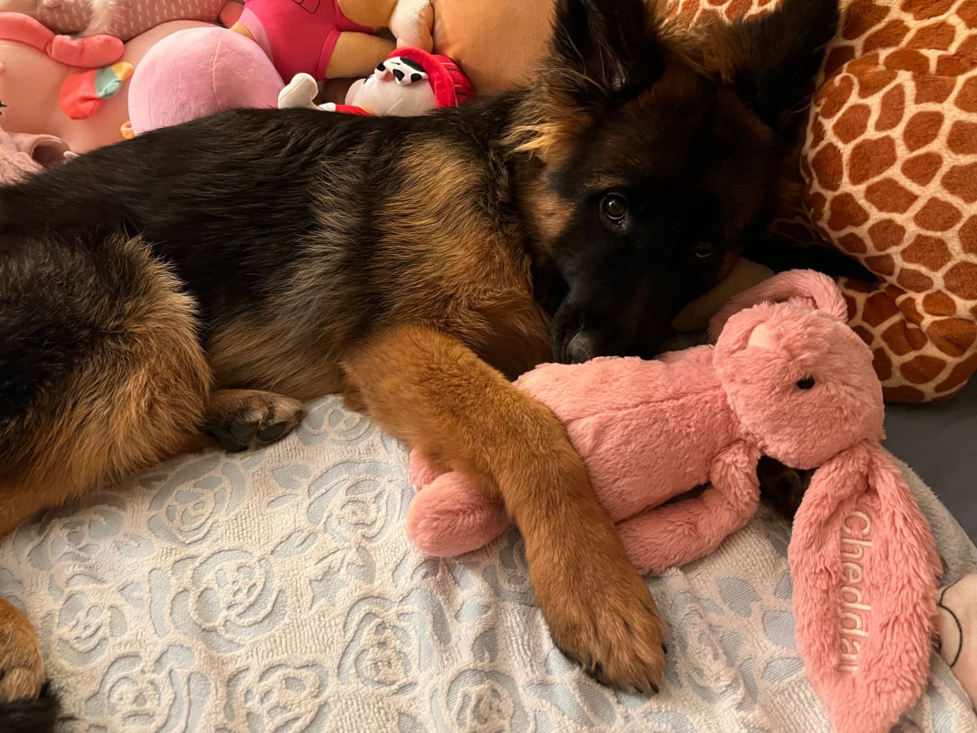 Cheddar - German Shepherd available for adoption at Owner Rehoming in Burnaby (1 of 5)
