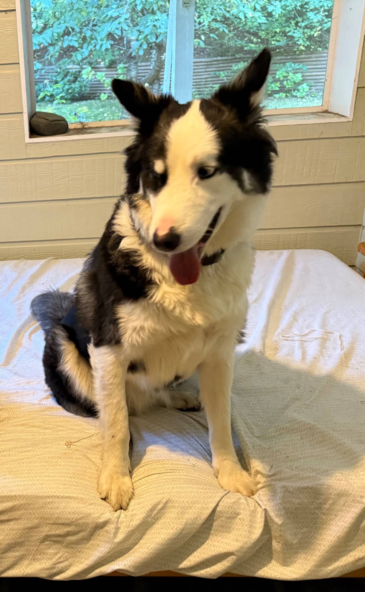 Opie - Alaskan Malamute available for adoption at Owner Rehoming in Nanaimo (1 of 2)
