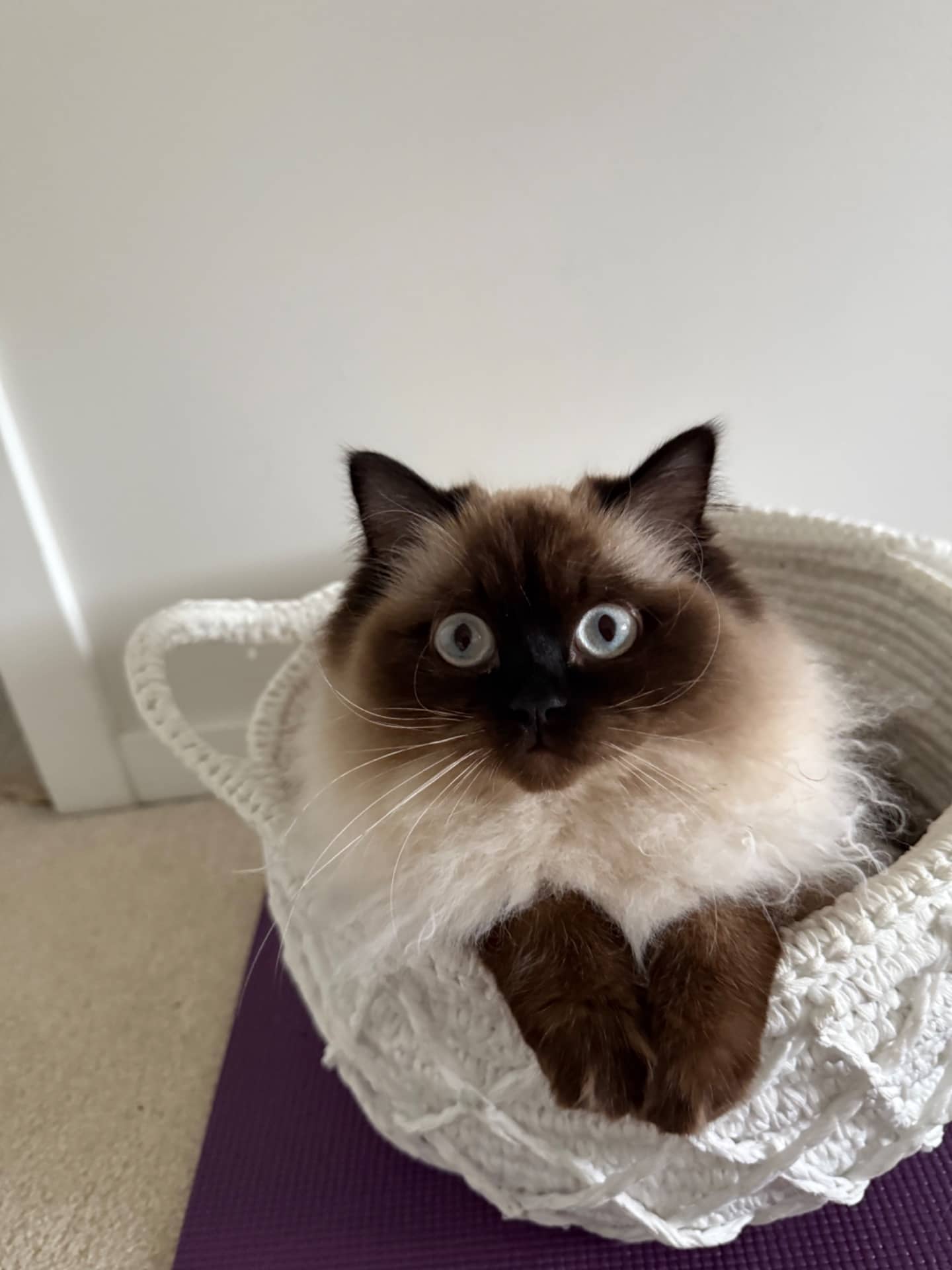 Sumi - Himalayan Ragdoll cat available for adoption at Owner Rehoming in Port Moody (1 of 3)