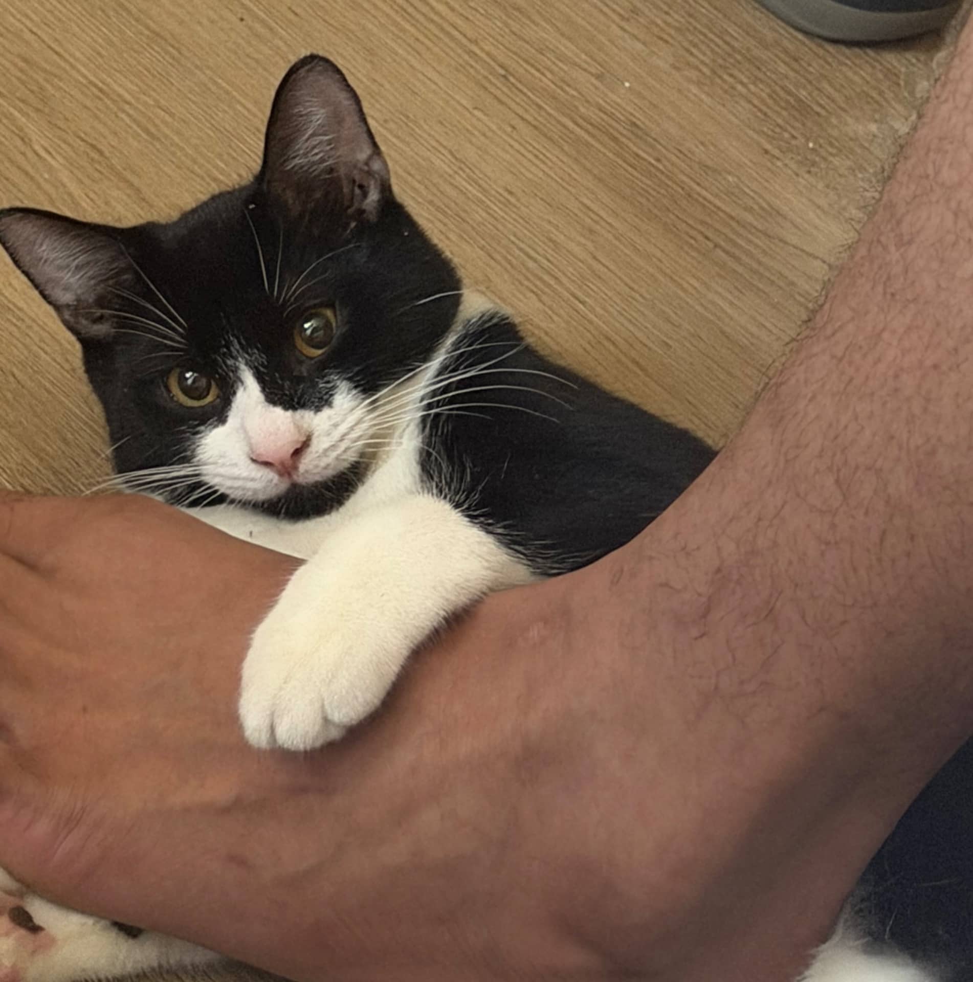 Eclipse - Maincoon and tabby available for adoption