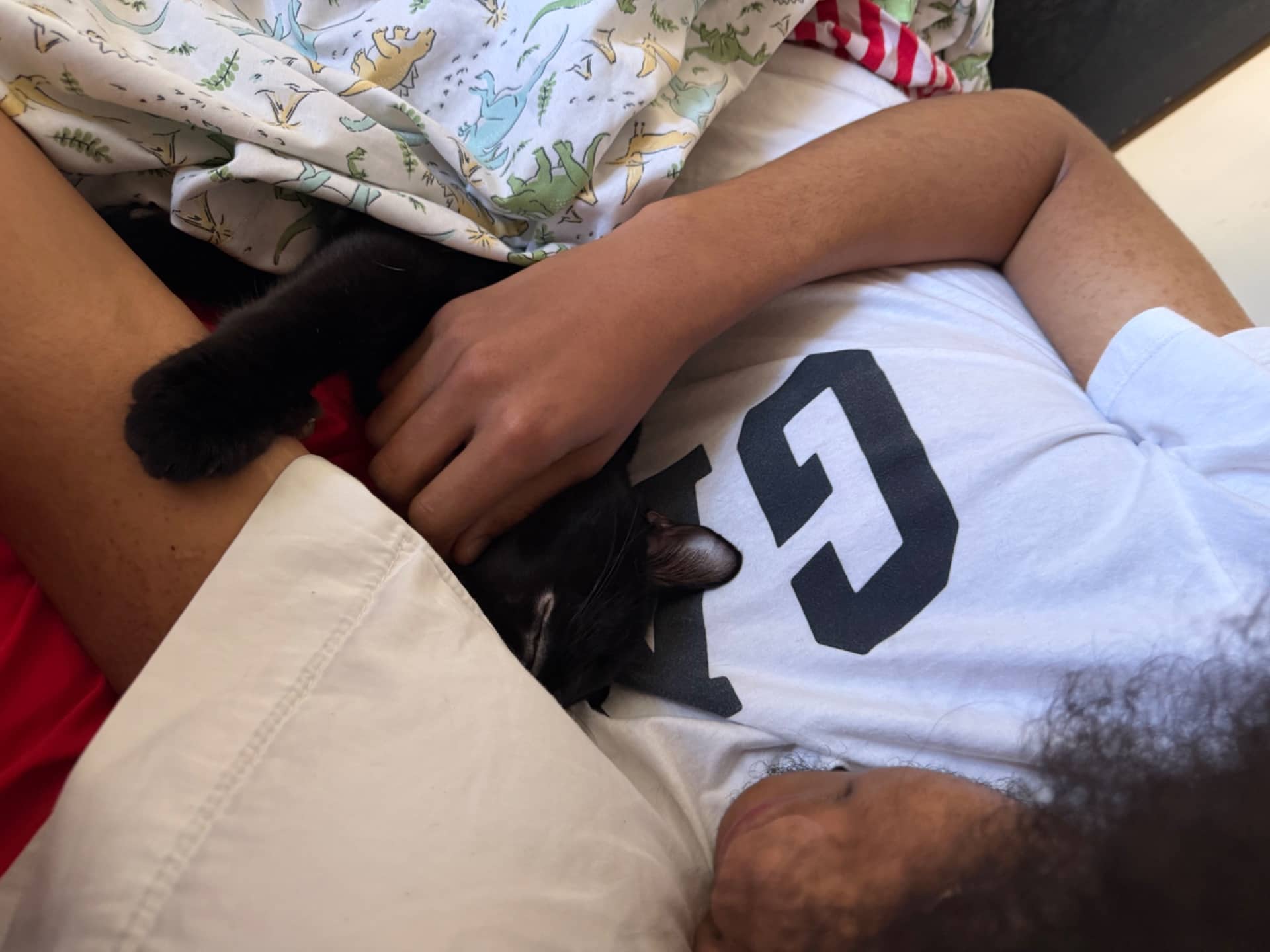 Noir - Maincoon and tabby cat available for adoption at Owner Rehoming in Toronto (1 of 4)