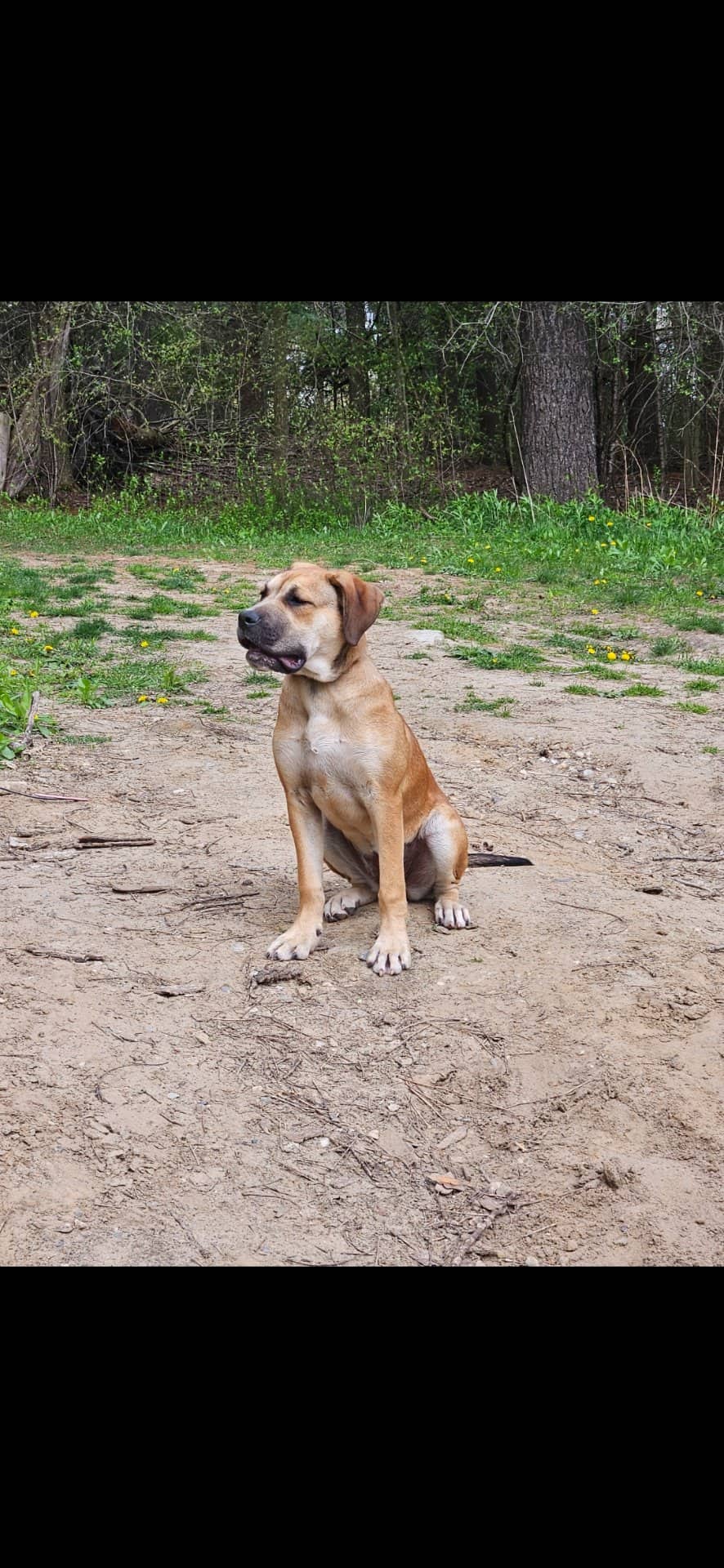Parker - German Shepherd available for adoption at Owner Rehoming in Brantford (1 of 2)