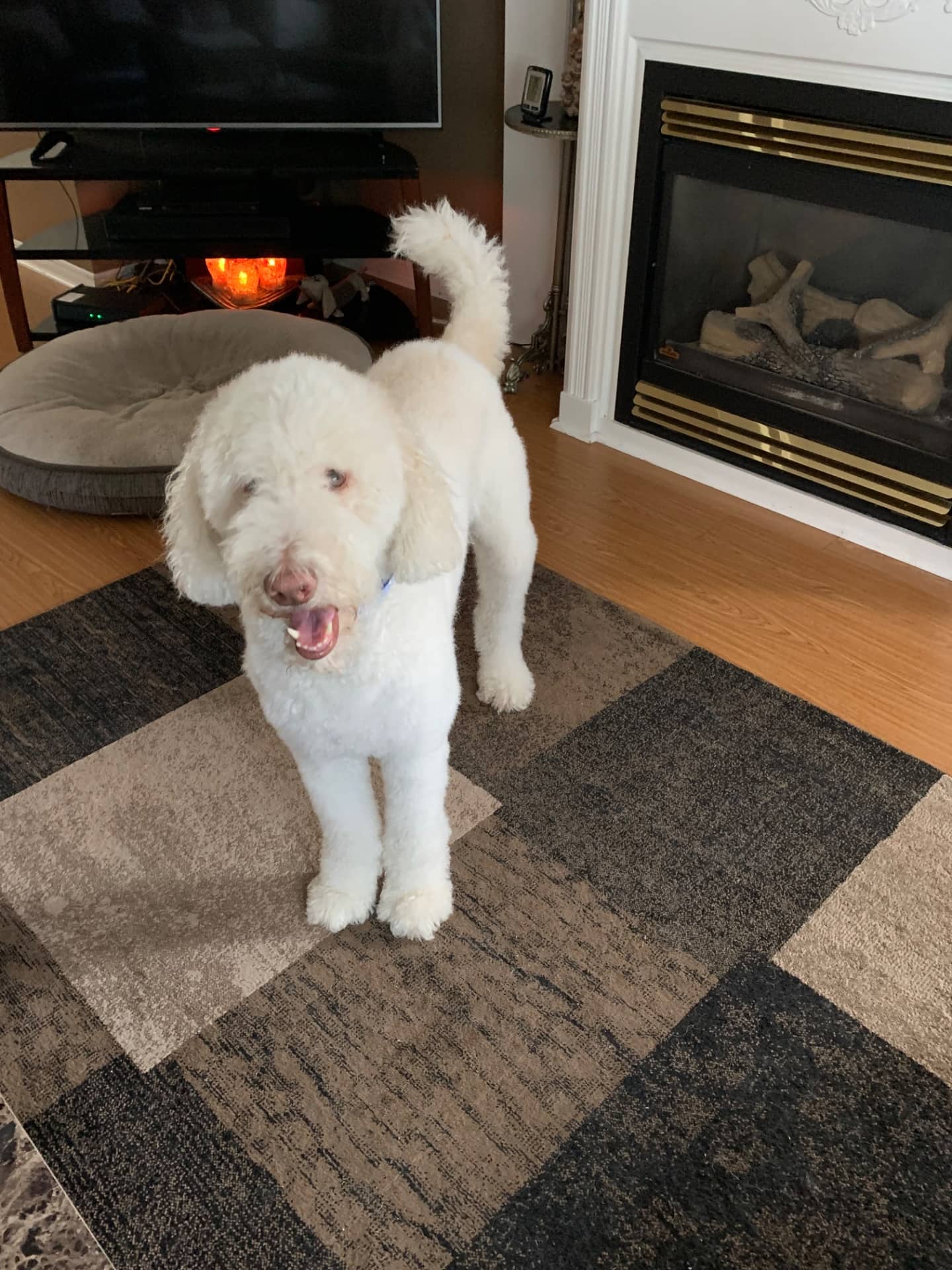 Murphy - Goldendoodle available for adoption at Owner Rehoming in Sarnia (1 of 5)