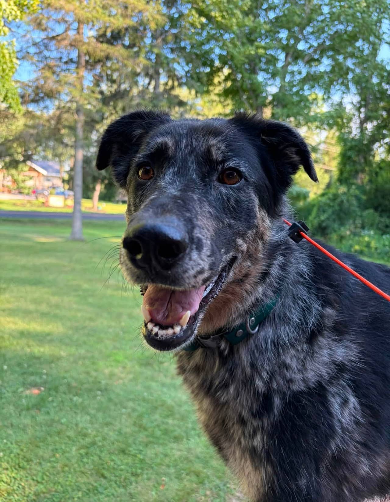 Austin - Mixed breed available for adoption in Calgary