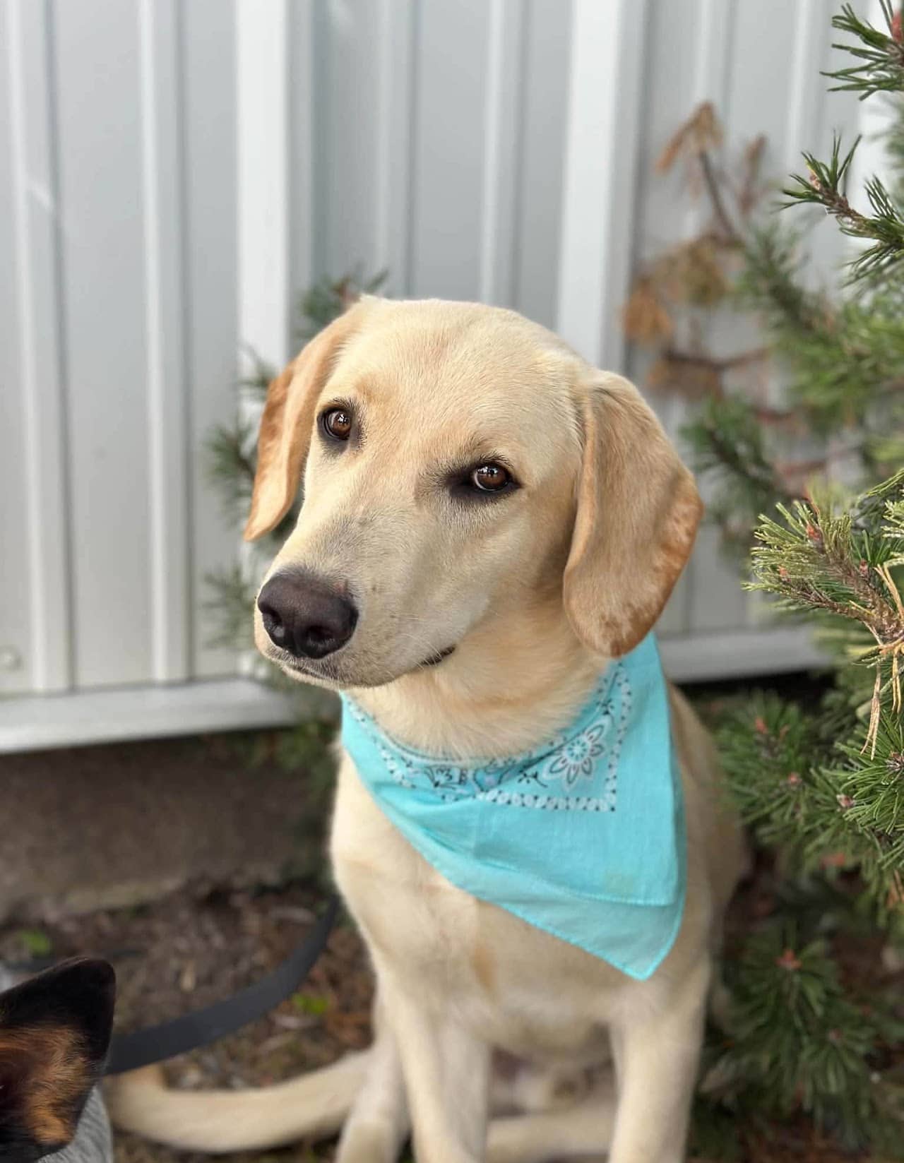 Fern - Lab mix available for adoption in Ontario
