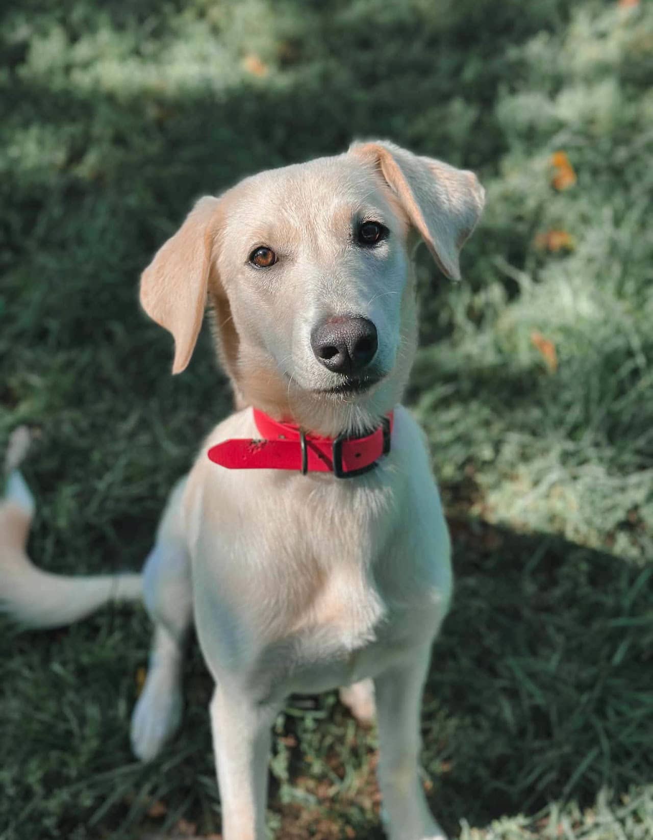 Goldie - Lab mix available for adoption in Calgary