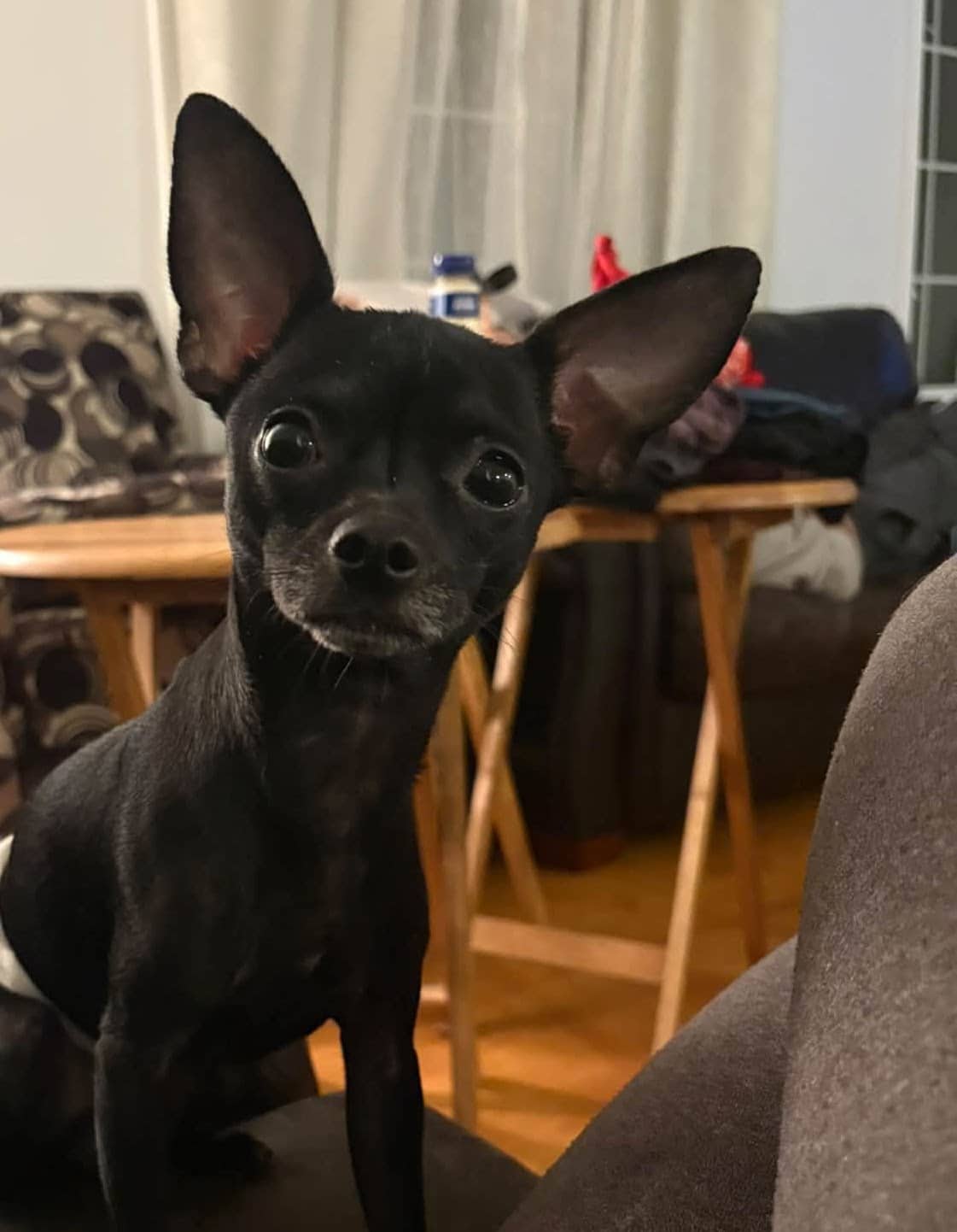 Hannah - Chihuahua available for adoption in Ontario