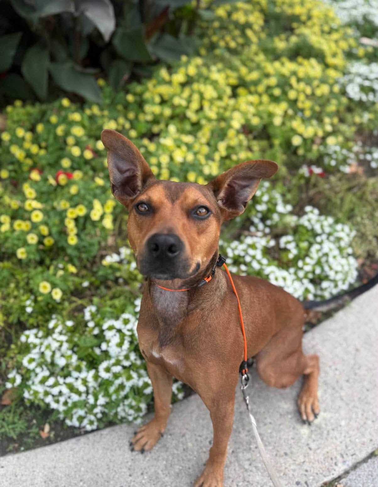 Jasper - Lab mix available for adoption in Ontario