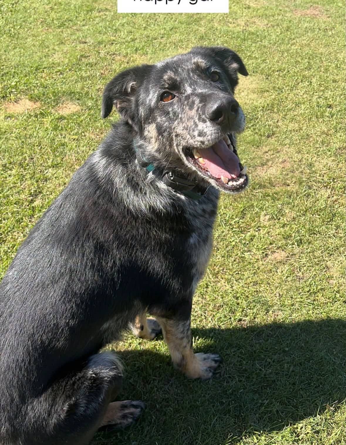 Maui - Mix breed available for adoption in Ontario