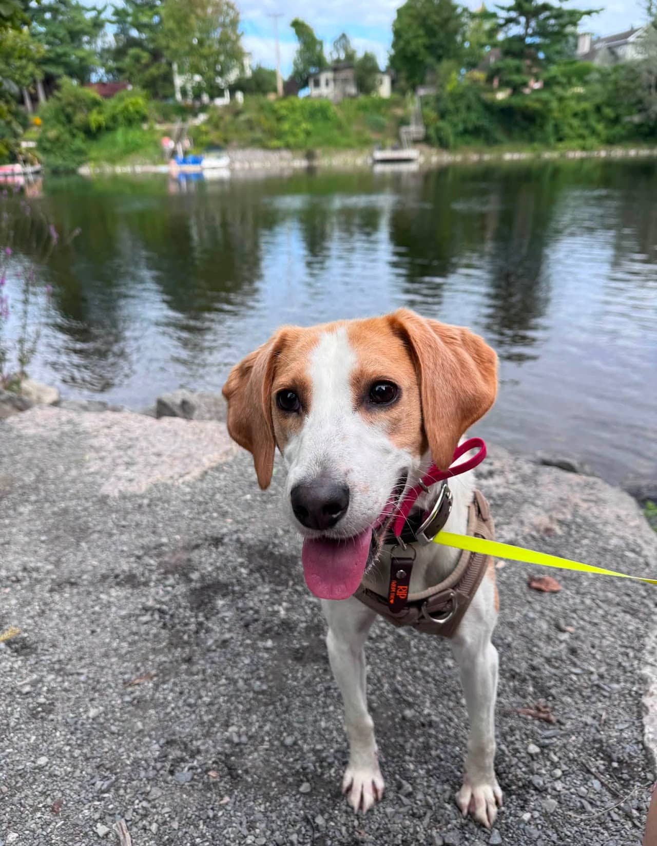 Poppy - Golden Retriever mix available for adoption in Ontario